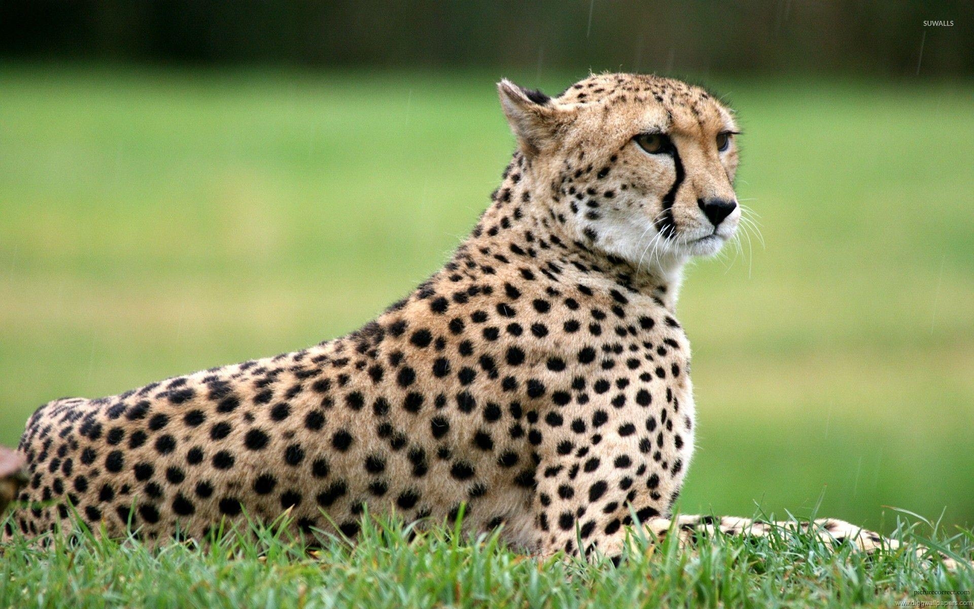 Gepard, Tiere, doppelter, Hintergrund, wild, 1920x1200 HD Desktop