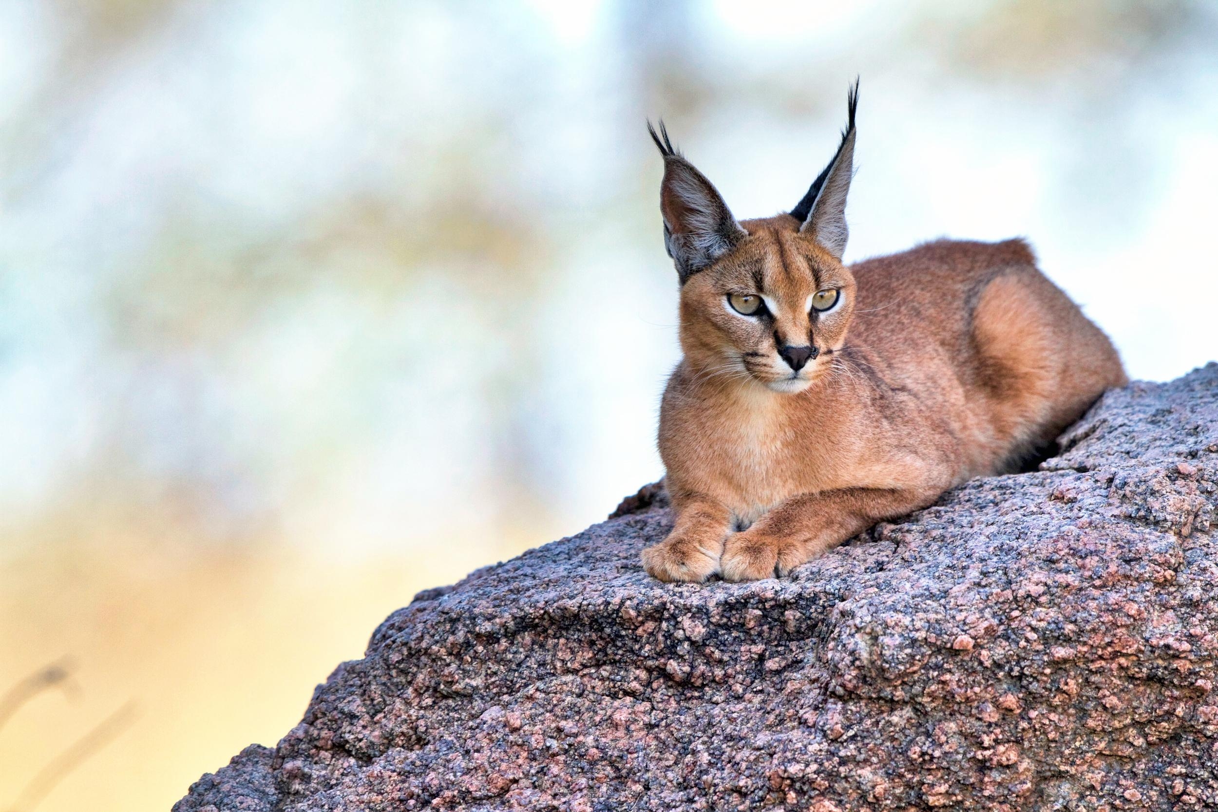 Karakal, HD, Bild, hoher Qualität, Tiere, 2500x1670 HD Desktop