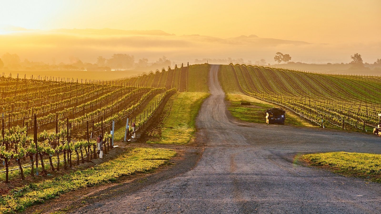 Napa Valley, Landwirtschaft, Bild, Ernte, USA, 1600x900 HD Desktop