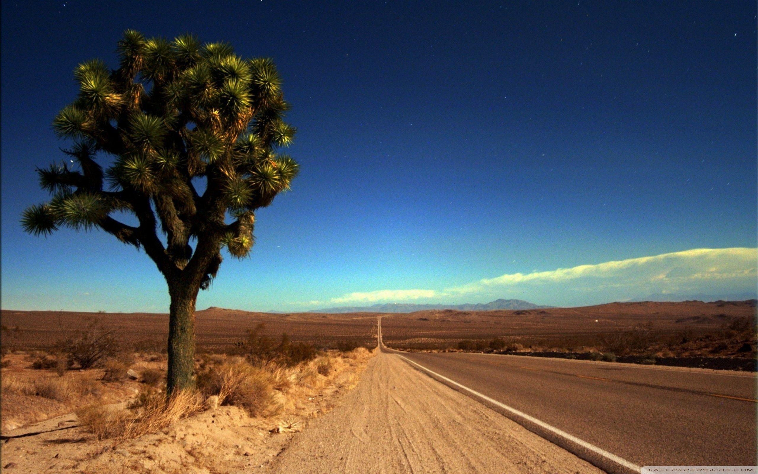 Joshua Tree, HD, Natur, Nationalpark, Bild, 2560x1600 HD Desktop