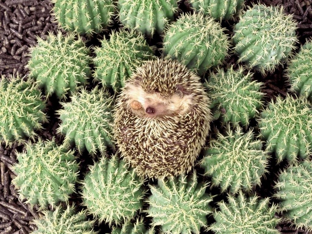 Igel, Desktop, Natur, Hintergrund, Tiere, 1030x770 HD Desktop