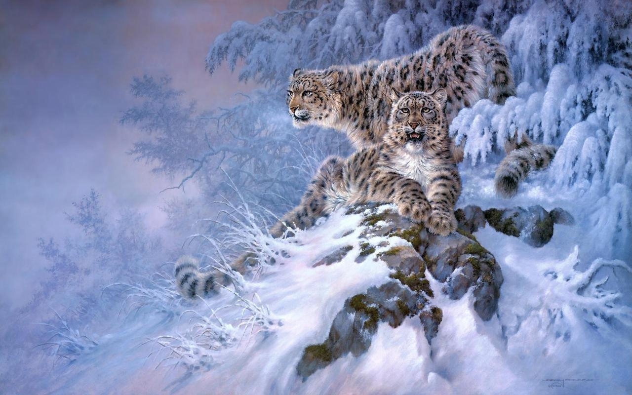 Schneeleopard, Tier, HD, Desktop Hintergrund, Wildkatze, 1280x800 HD Desktop