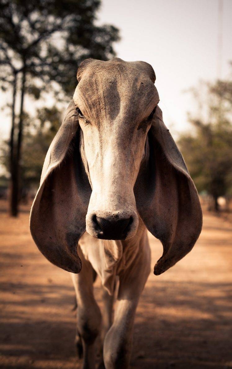 Kuh, Tierfotografie, Ohren, Betrachter, Kuh, 750x1190 HD Handy