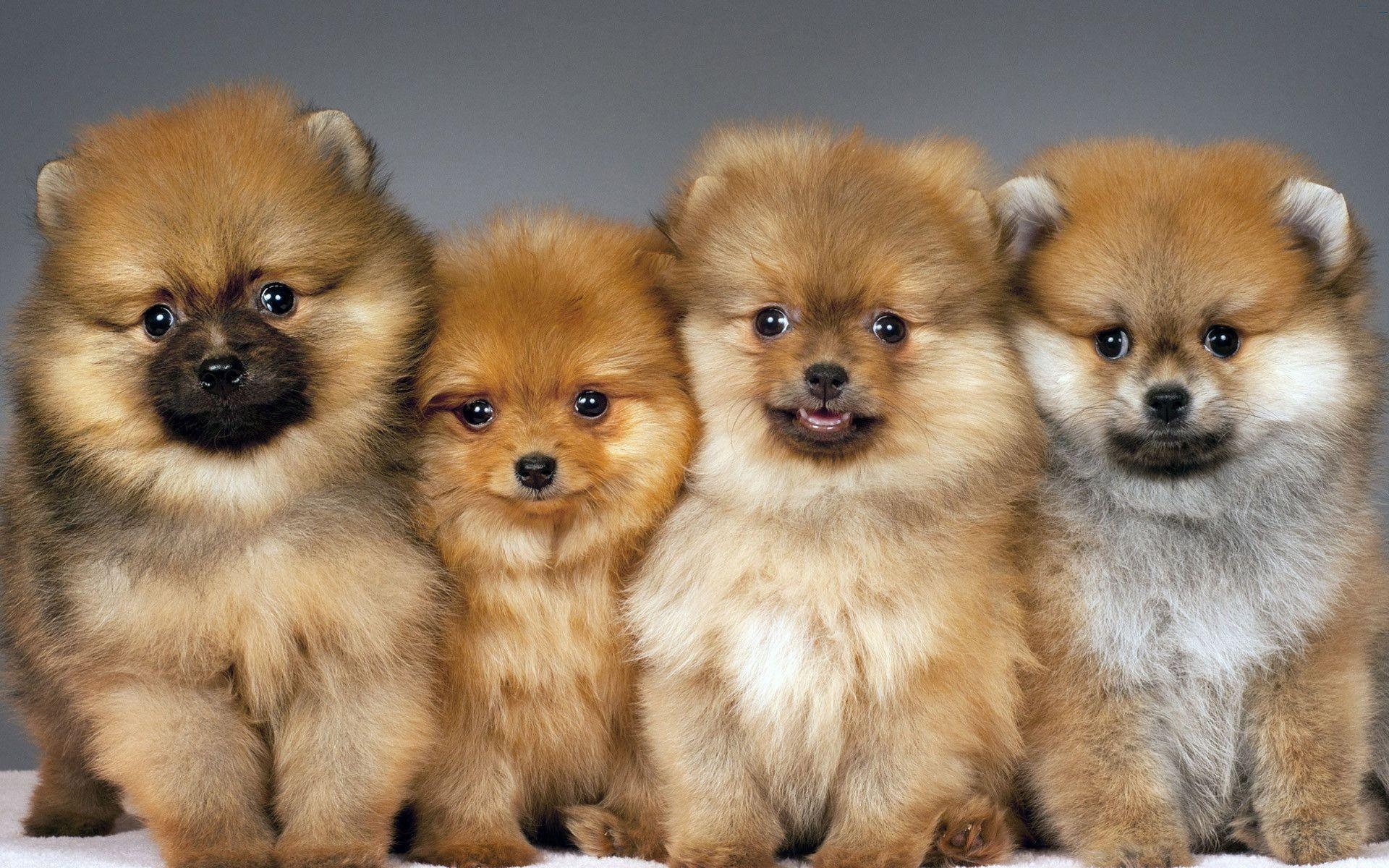 Pomeranian, Hund, Tier, Hintergrund, HD, 1920x1200 HD Desktop