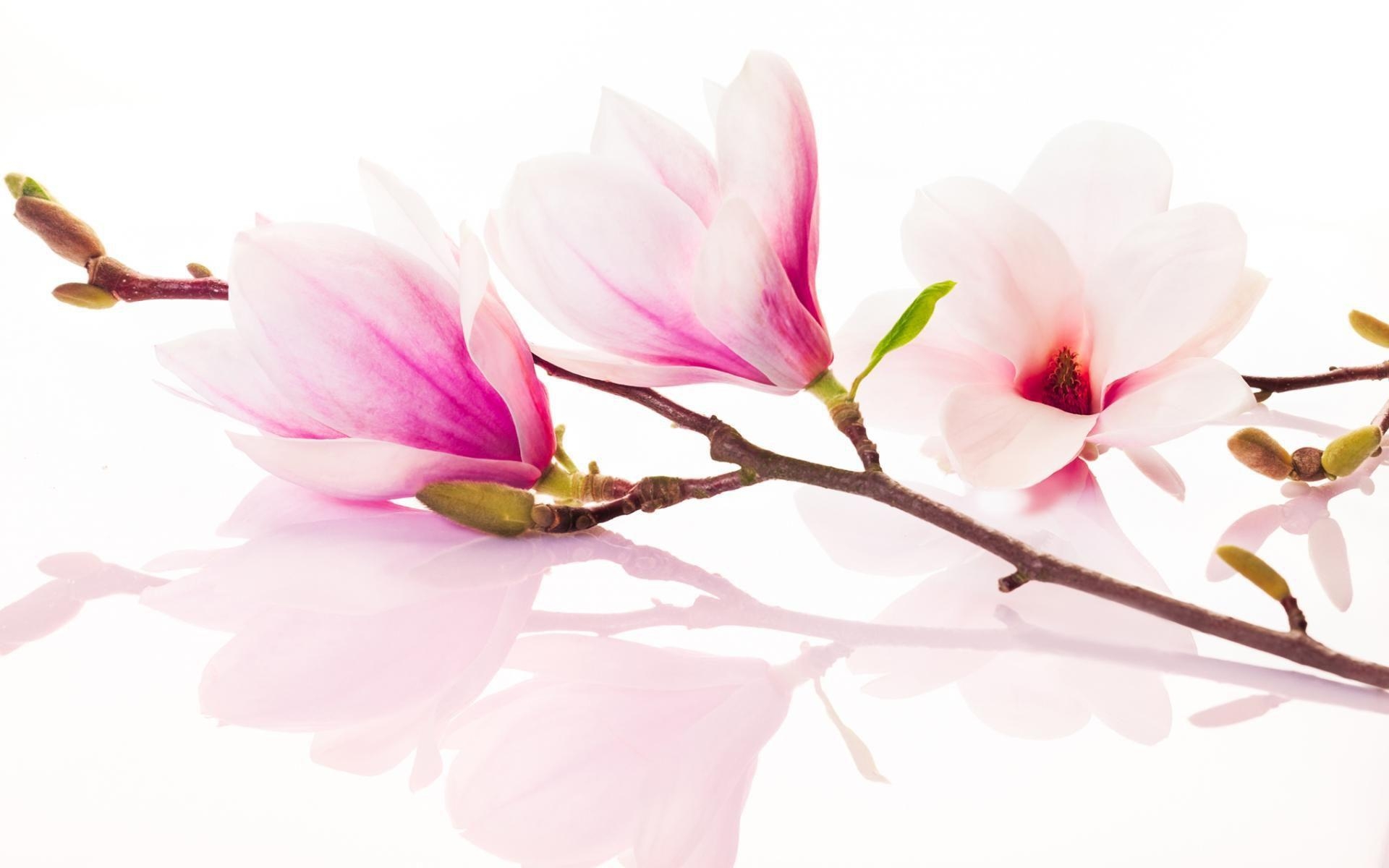 Magnolie, Natur, Desktop, Hintergrund, Flora, 1920x1200 HD Desktop