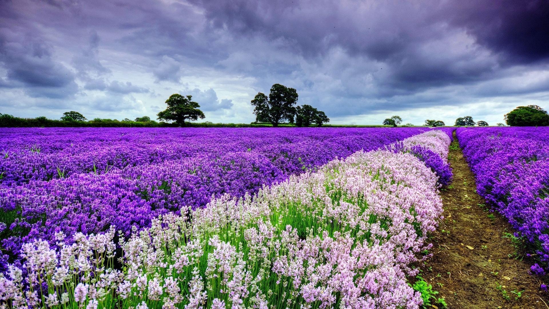 Frühling, Desktop, Natur, HD, Farbenfroh, 1920x1080 Full HD Desktop