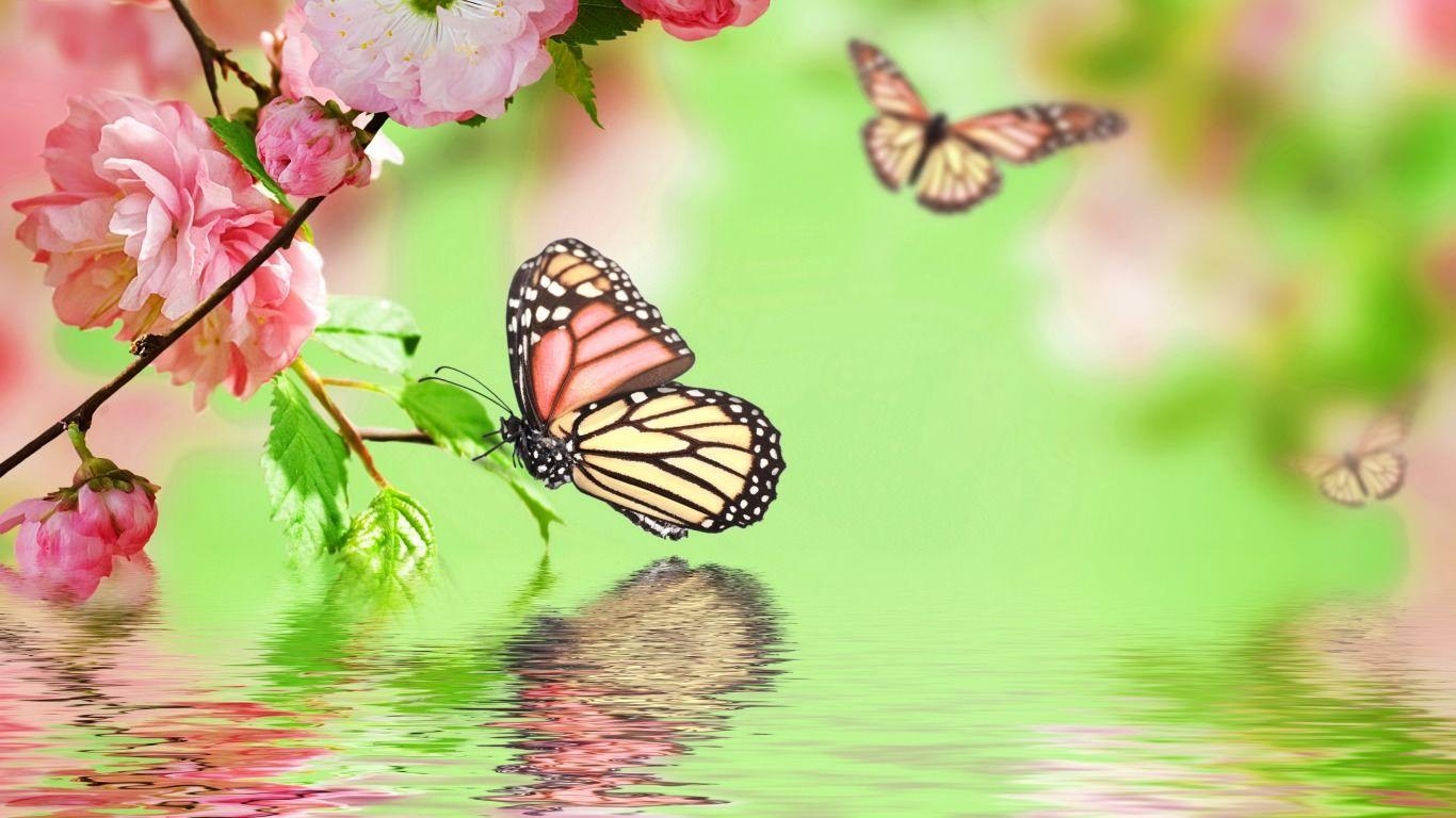 Schmetterling, Hintergrund, Bild, Tiere, Natur, 1370x770 HD Desktop