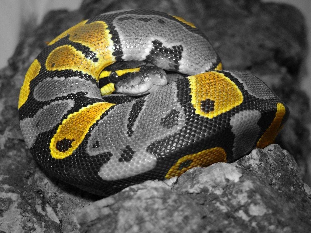 Python, Kugelpython, Tier, HD, Hintergrund, 1030x770 HD Desktop