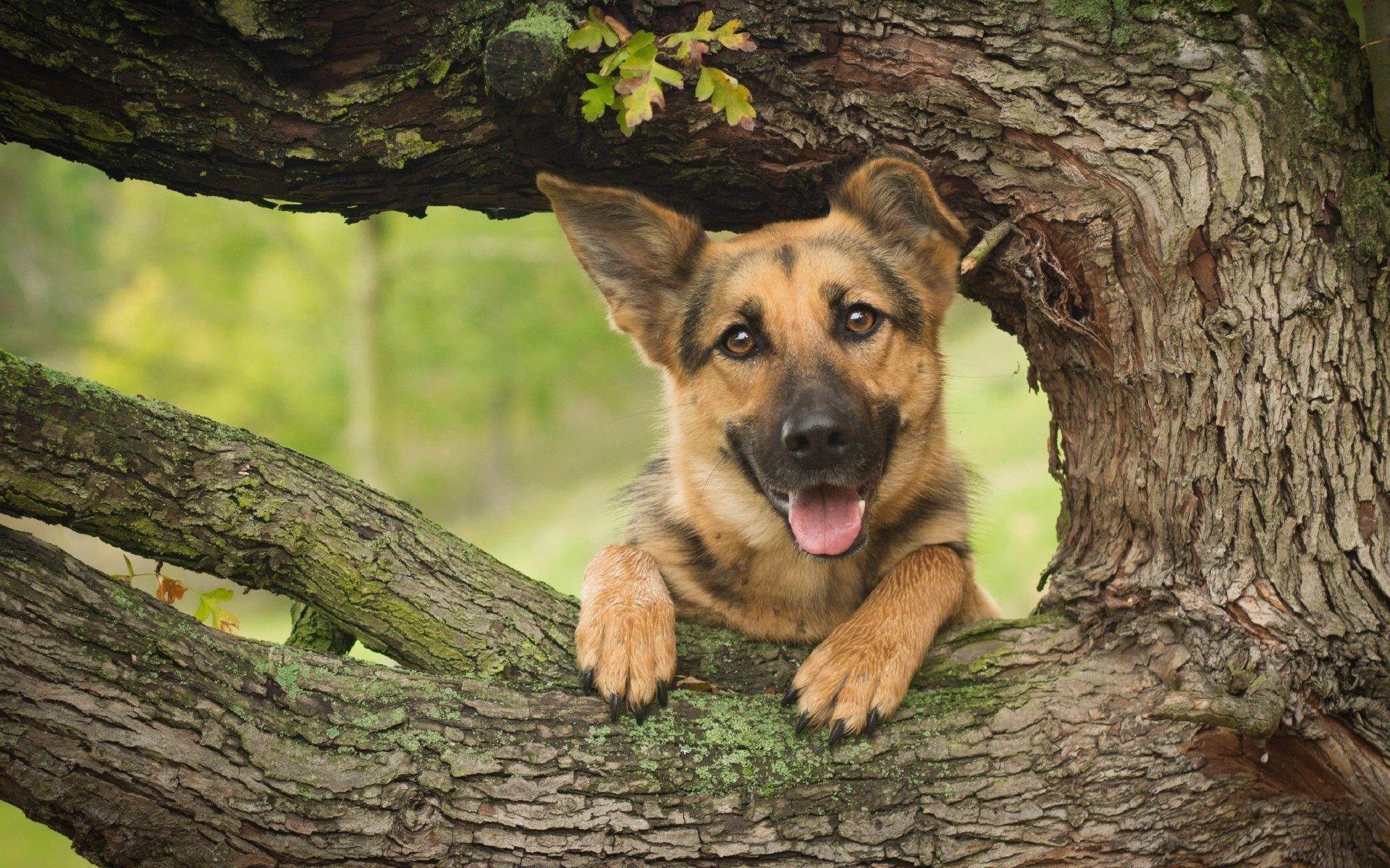 Schäferhund, Hundesammlungen, Tierwelt, Hintergrundbilder, Haustier, 1920x1200 HD Desktop