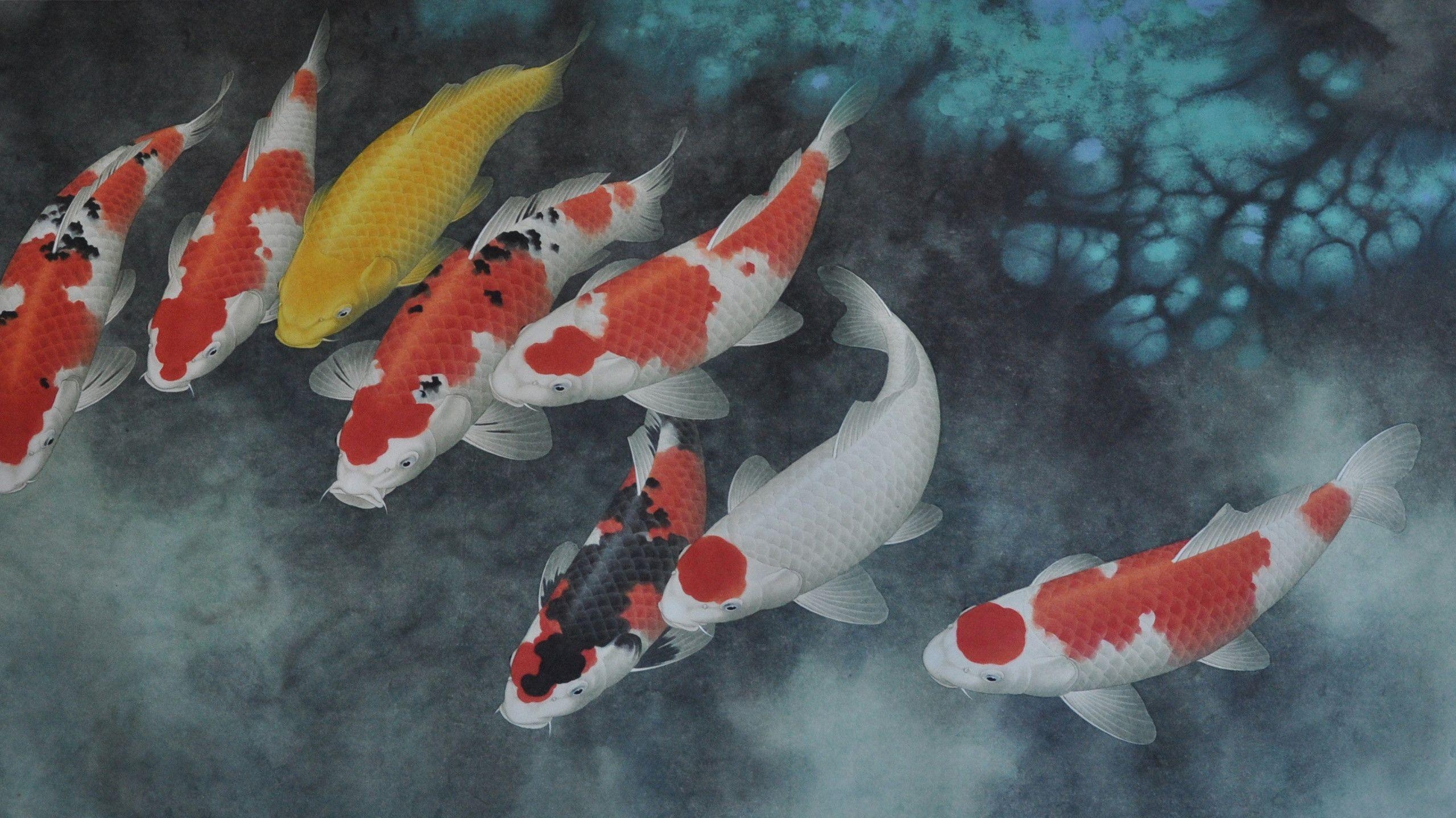 Koi, Fische, HD Qualität, Hintergrund, Karpfen, 2560x1440 HD Desktop