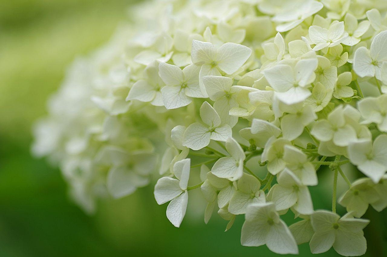 Weiße Hortensie, Blume, Nahaufnahme, Desktop, 1280x860 HD Desktop