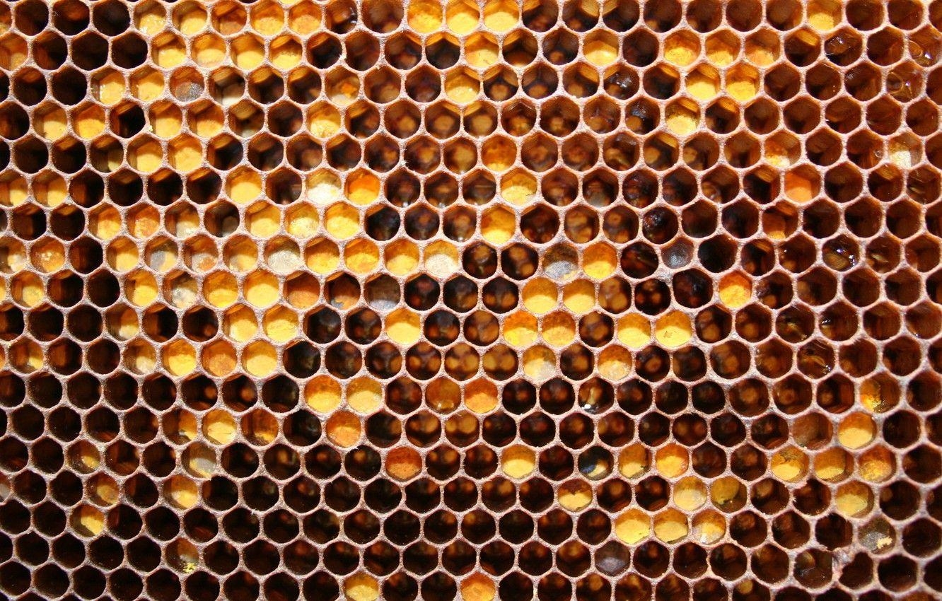 Wabenmuster, Honig, Bienen, Desktop, Bild, 1340x850 HD Desktop