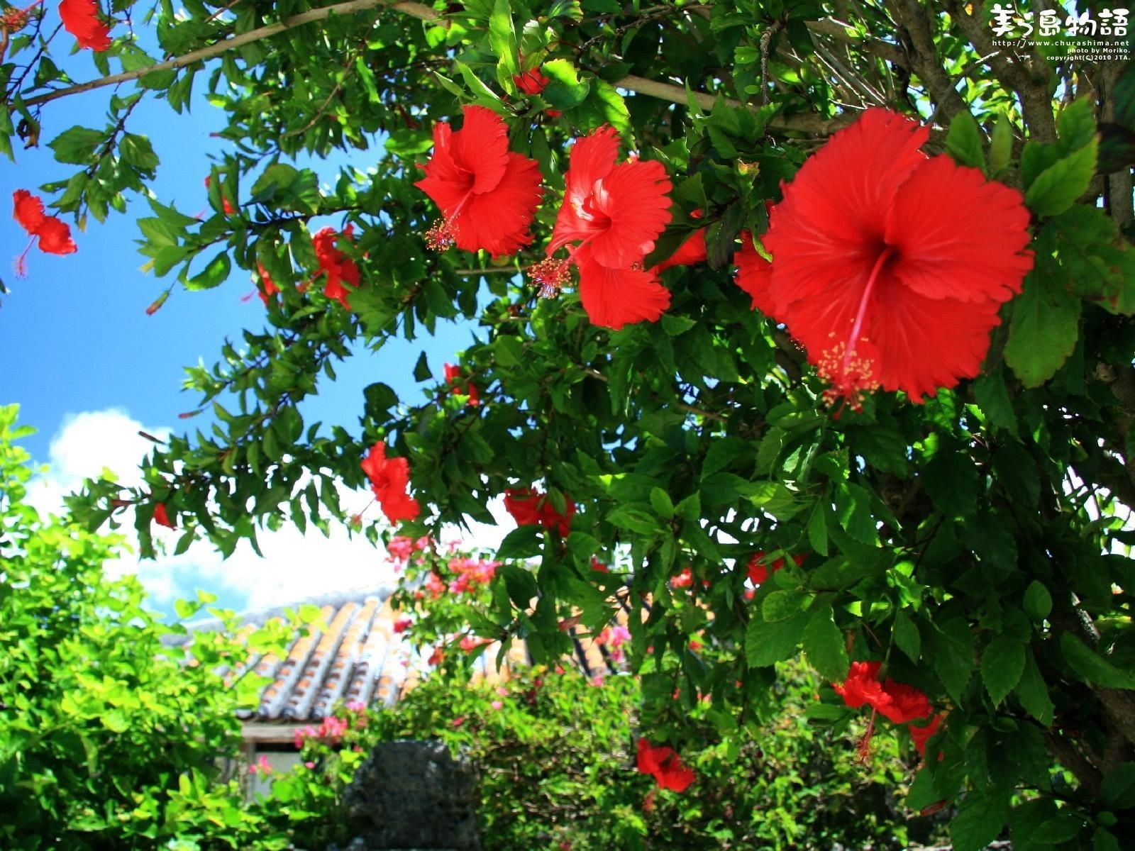 Hibiskus Blumen, Natur, Pflanzenbilder, exotische Blüten, Garten, 1600x1200 HD Desktop