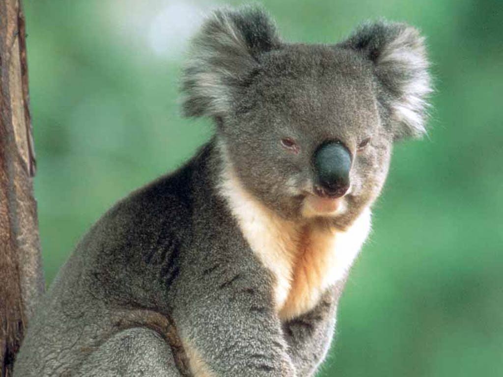 Koala, kostenlos, Download, Tier, Hintergrund, 1030x770 HD Desktop