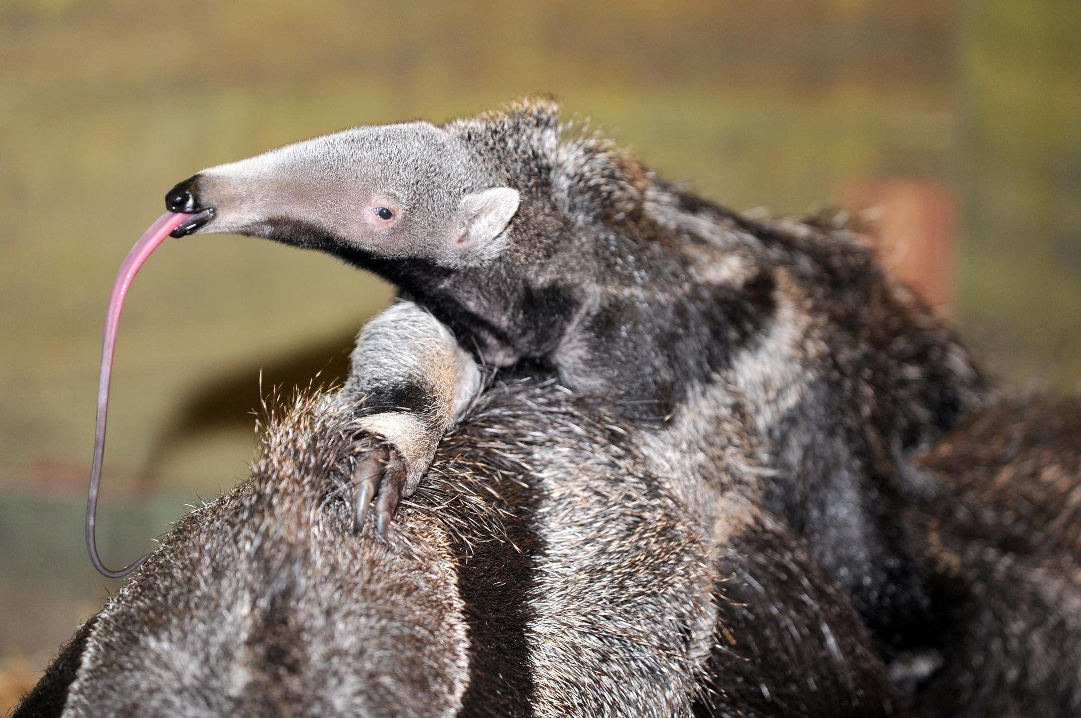 Ameisenbär, Vermilingua, Hintergrundbild, Natur, Tierfotografie, 2150x1430 HD Desktop