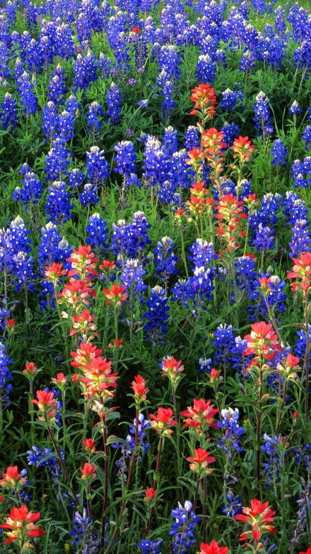 Bluebonnet, Wildblume, Texas, Frühlingsblüten, Feld, 1080x1920 Full HD Handy