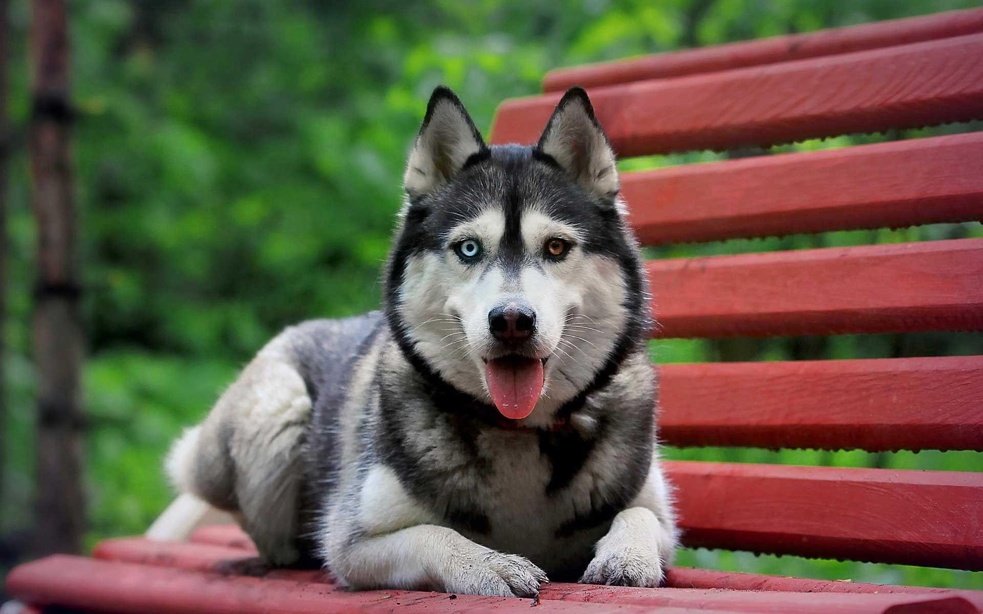 Sibirischer Husky, 1080p, Wallpaper, Tierwelt, Haustier, 1920x1200 HD Desktop