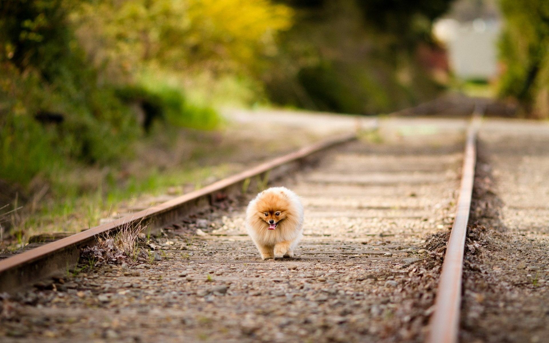 Pomeranian Hund, Tier, Desktop Hintergrund, Niedlich, Spitz, 1920x1200 HD Desktop