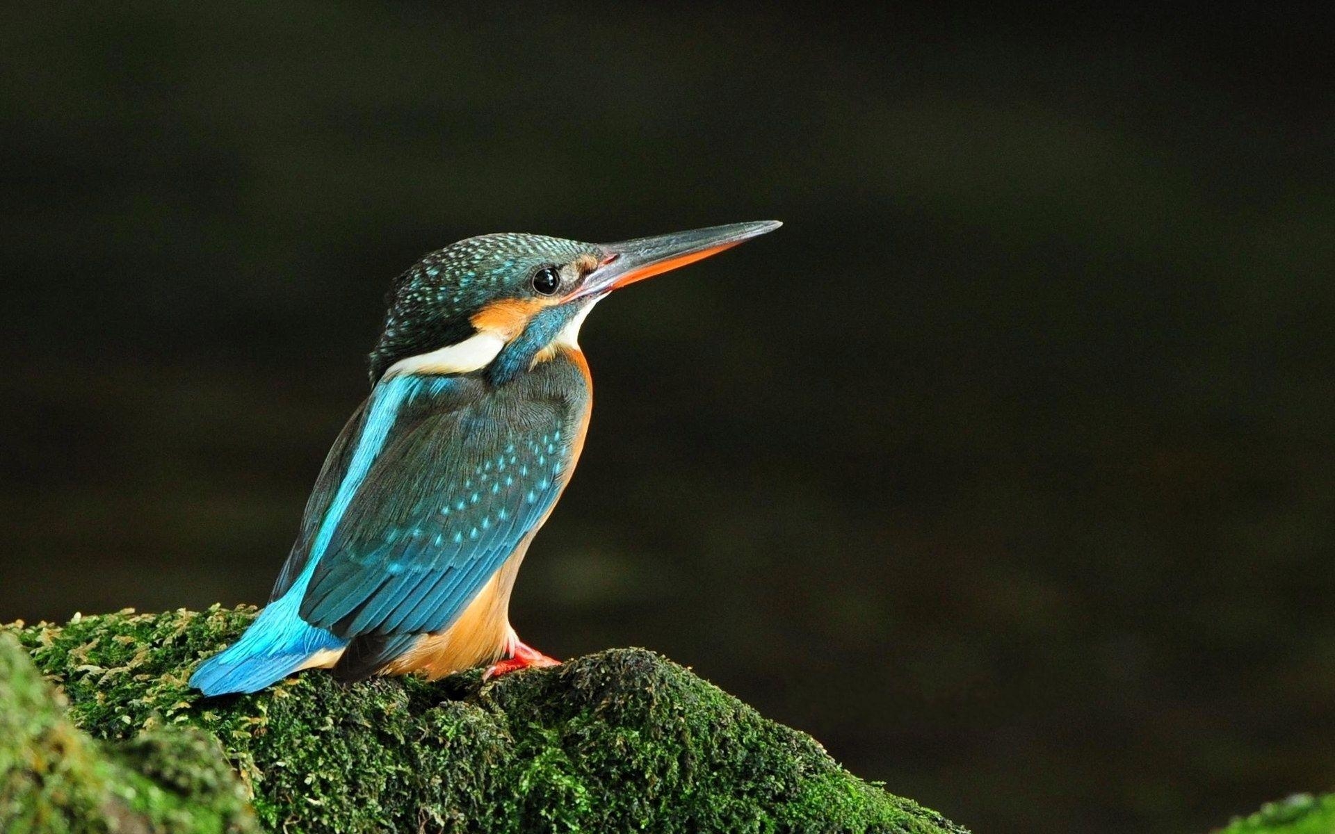 Eisvogel, Motive, Vögel, Tierbilder, Wasser, 1920x1200 HD Desktop