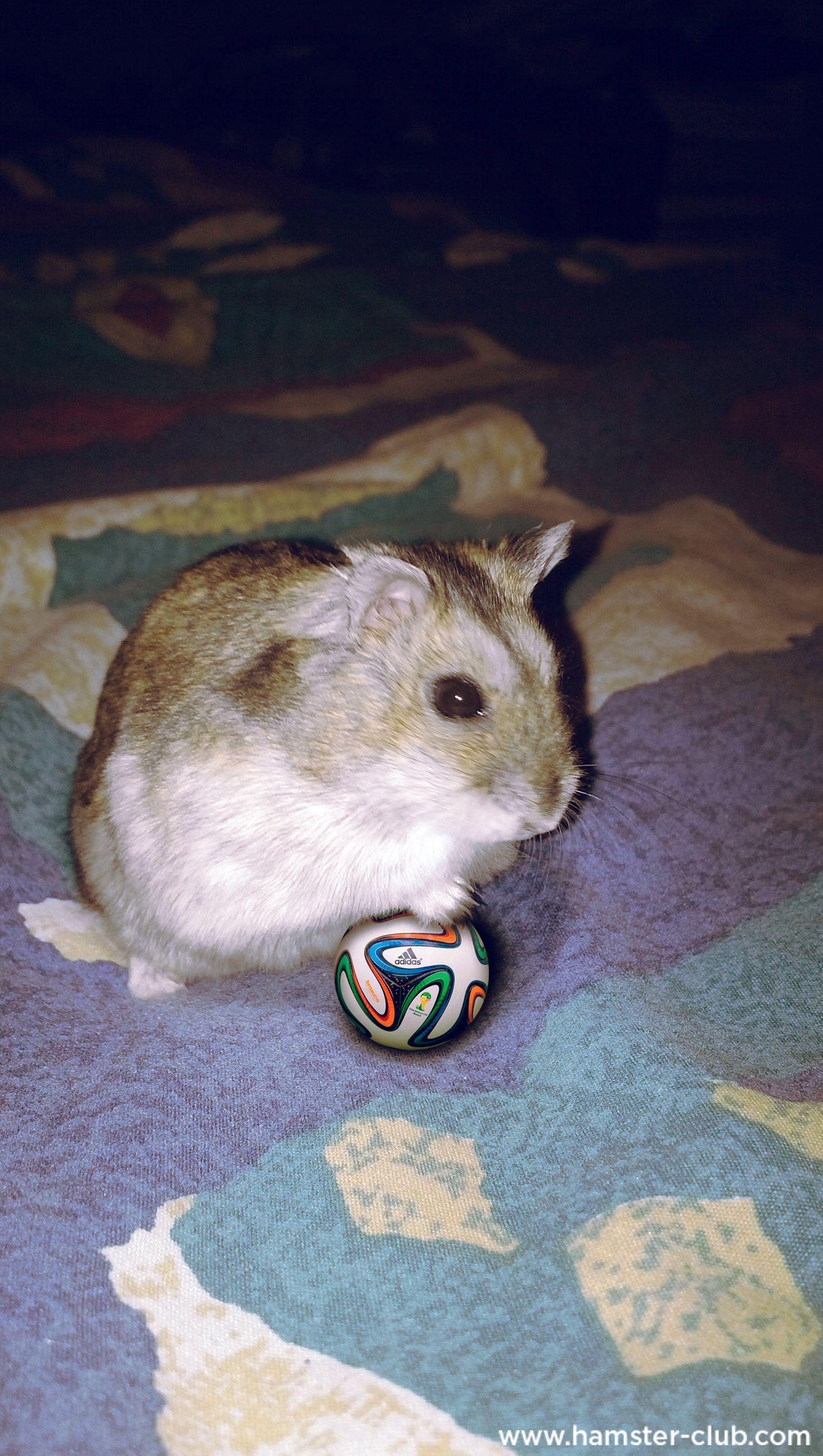 Hamster Club, Kreativ, Besucher, Niedliches Bild, Tierportrait, 1830x3230 HD Handy