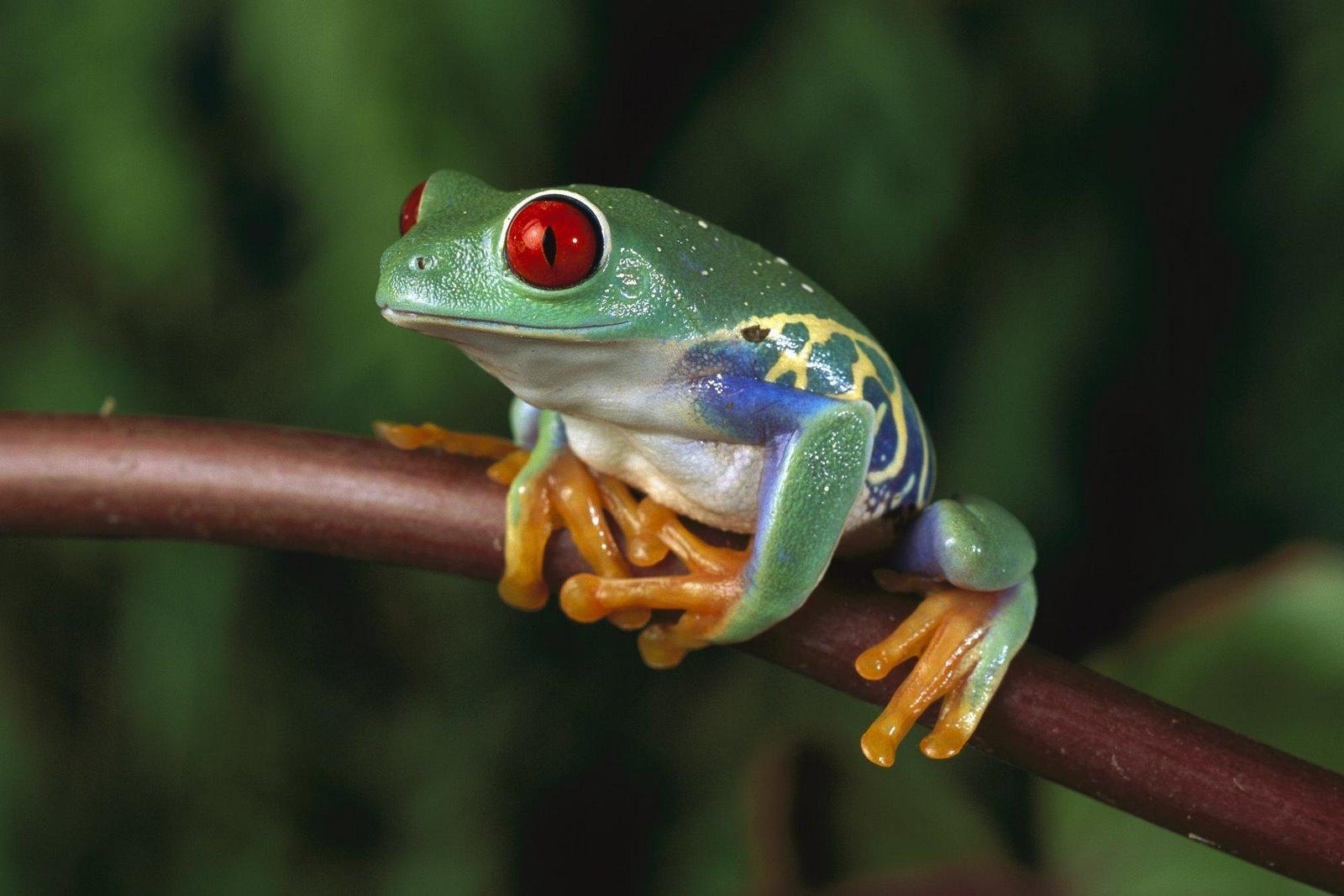 Frosch, Süß, Zahm, Hintergrund, Tiere, 1600x1070 HD Desktop