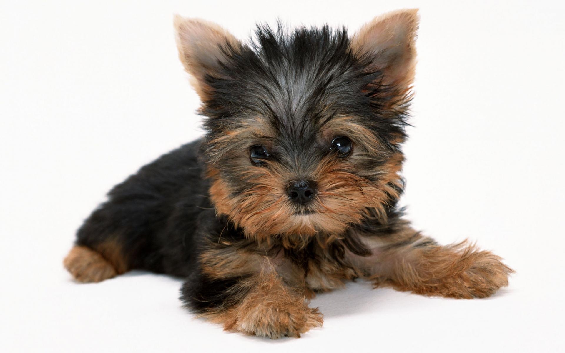 Yorkshire Terrier, süß, Hunderassen, kleines Haustier, Hundebild, 1920x1200 HD Desktop