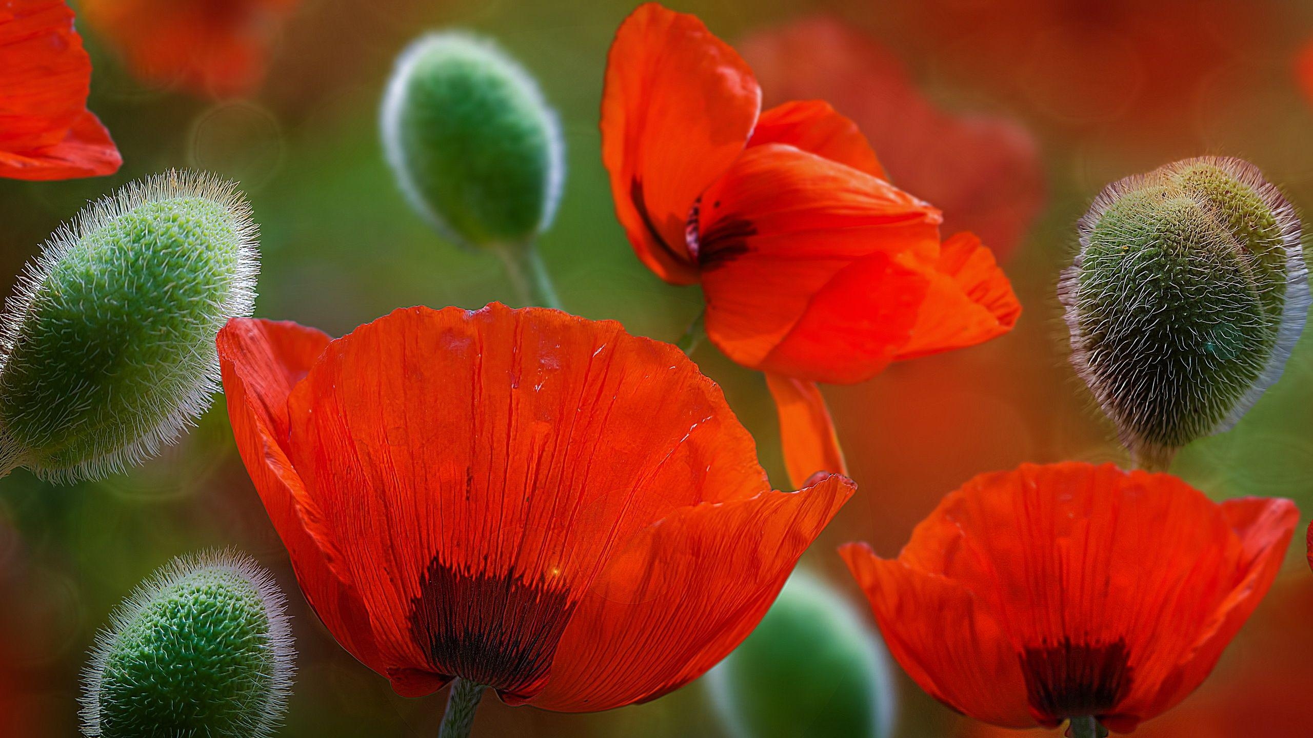 Mohnblumen, Schön, Natur, Blumen, Flora, 2560x1440 HD Desktop