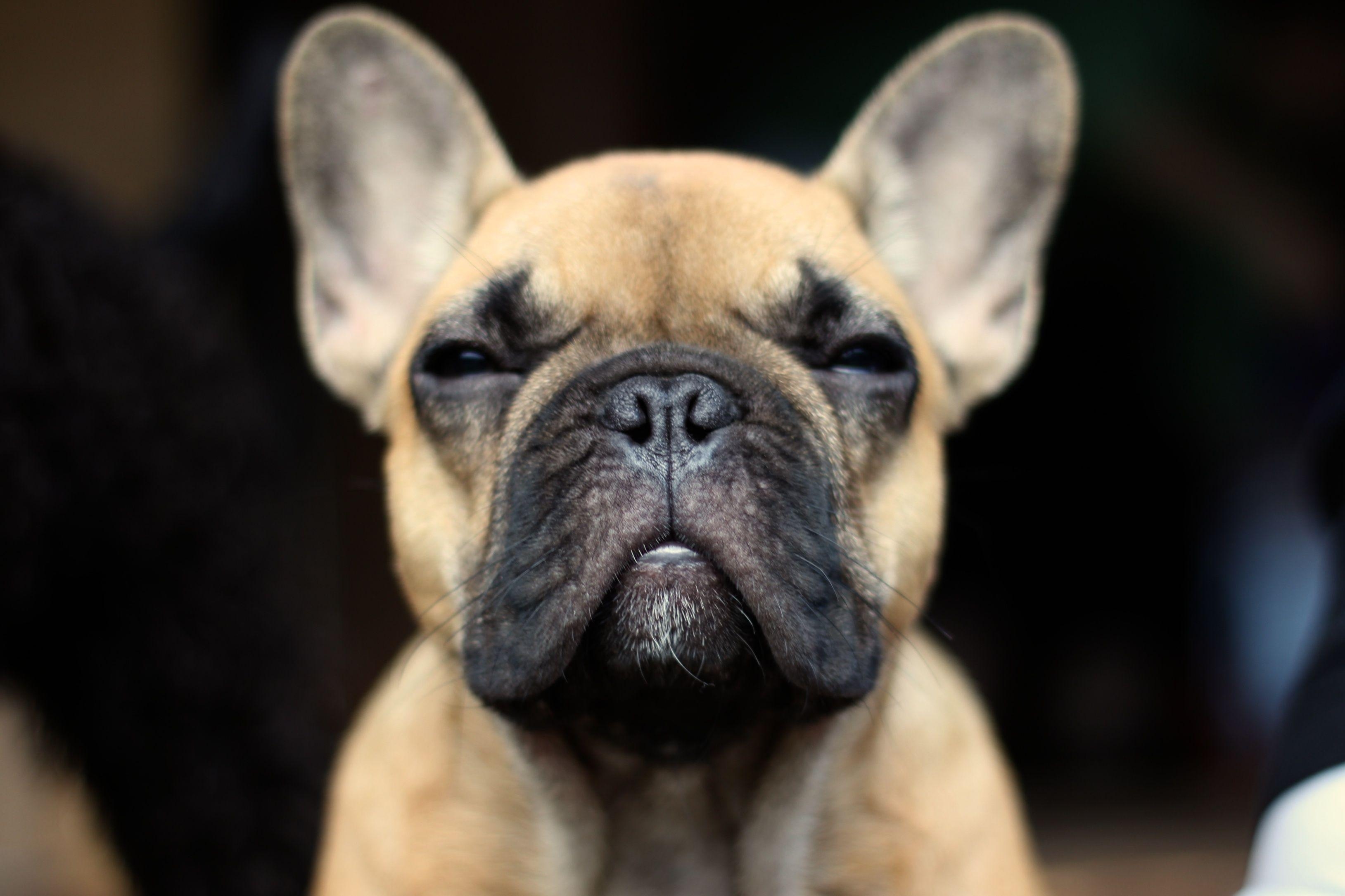 Französische Bulldogge Hintergrund, HD, liebenswert, Haustier, Hund, 3260x2180 HD Desktop