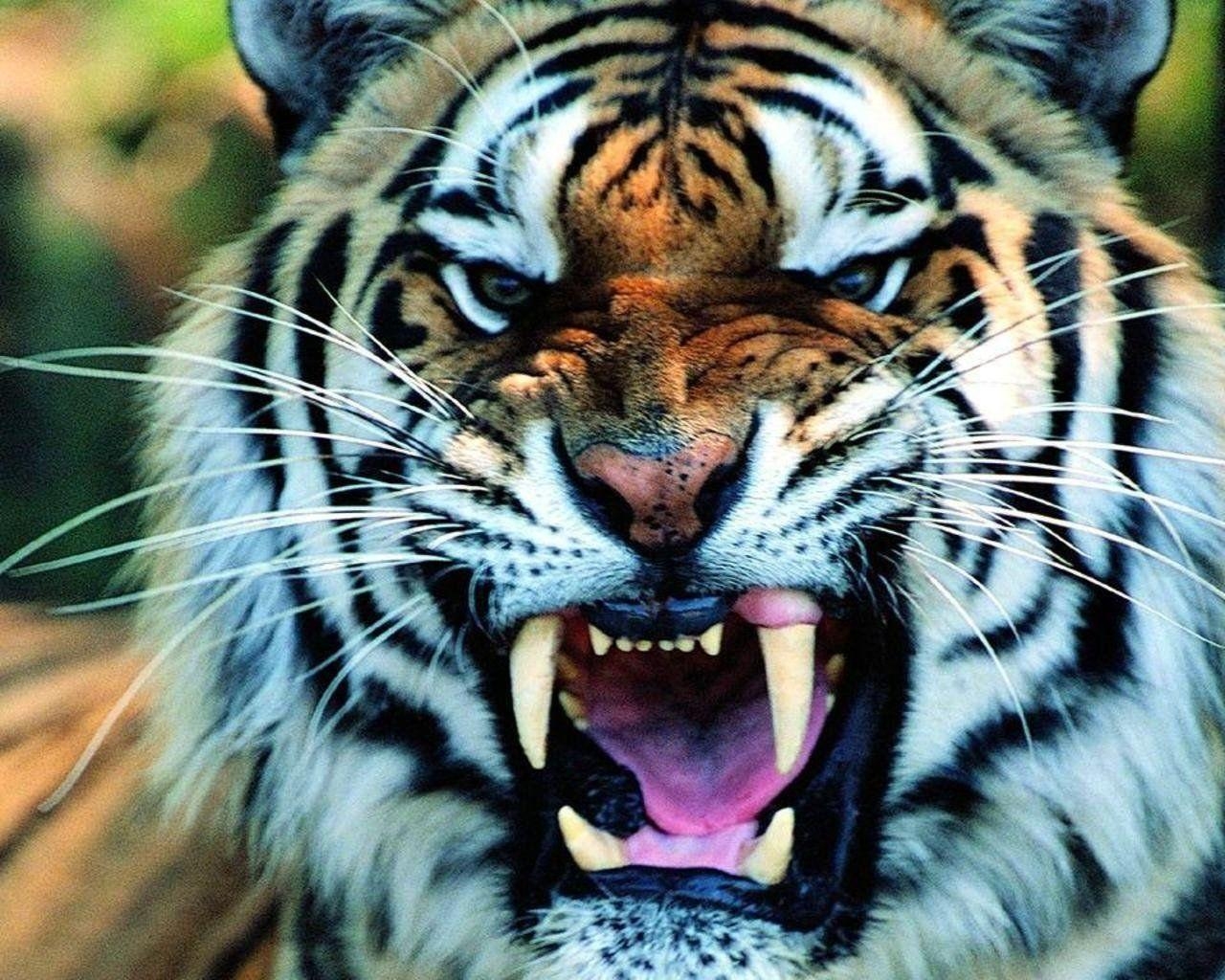 Tiger, HD Hintergrund, Bild, Wildtier, Natur, 1280x1030 HD Desktop