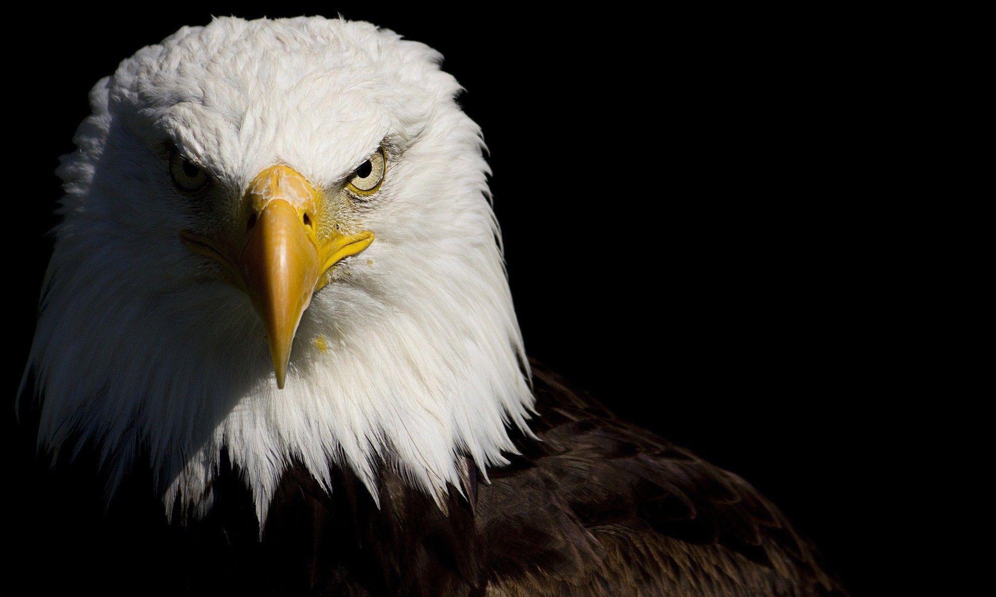 Hohe Auflösung, HD Hintergrund, Weißkopfseeadler, 1990x1190 HD Desktop