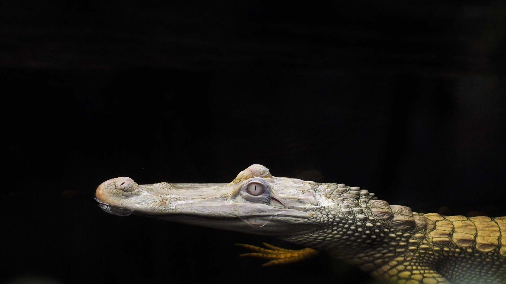 Alligator, Krokodil, Full HD, Bild, Tiere, 1920x1080 Full HD Desktop