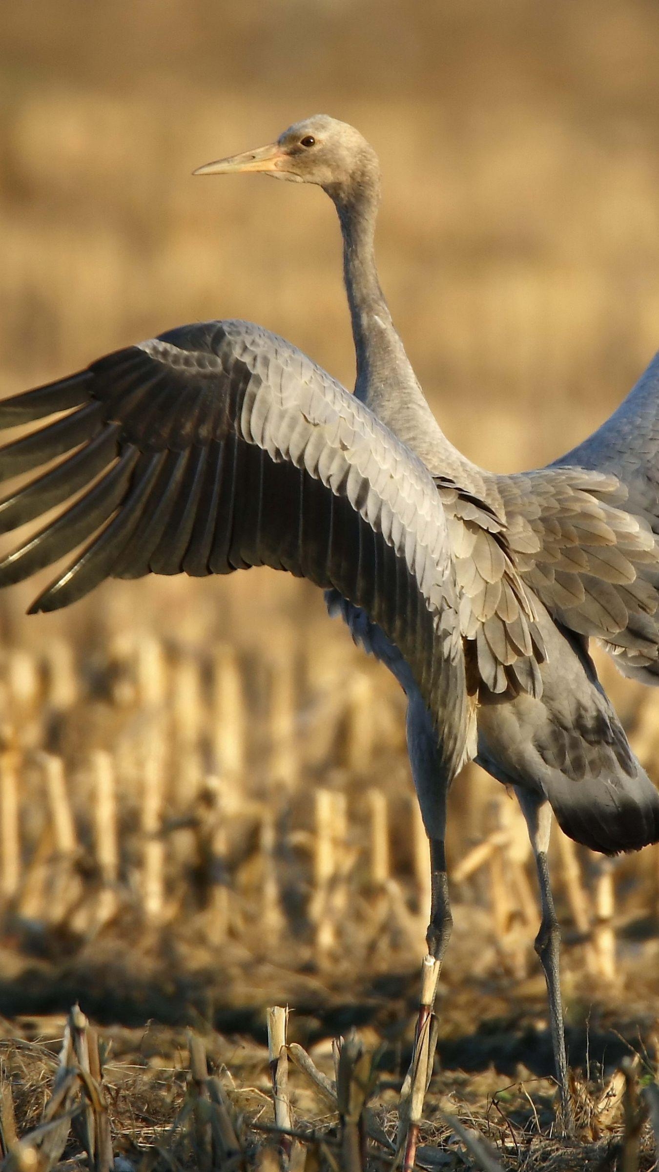 Kranich, Vögel, Flügel, HD, Hintergrund, 1350x2400 HD Handy