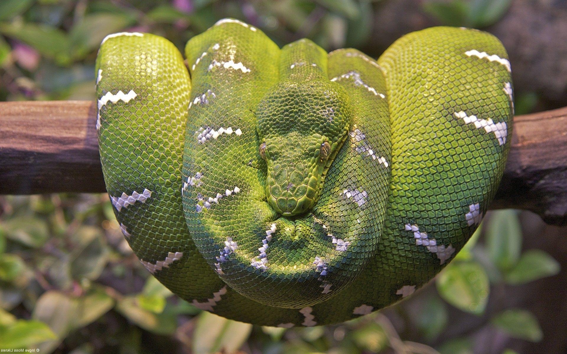 Baum Boa, Boa Constrictor, Reptil, HD, Desktop, 1920x1200 HD Desktop