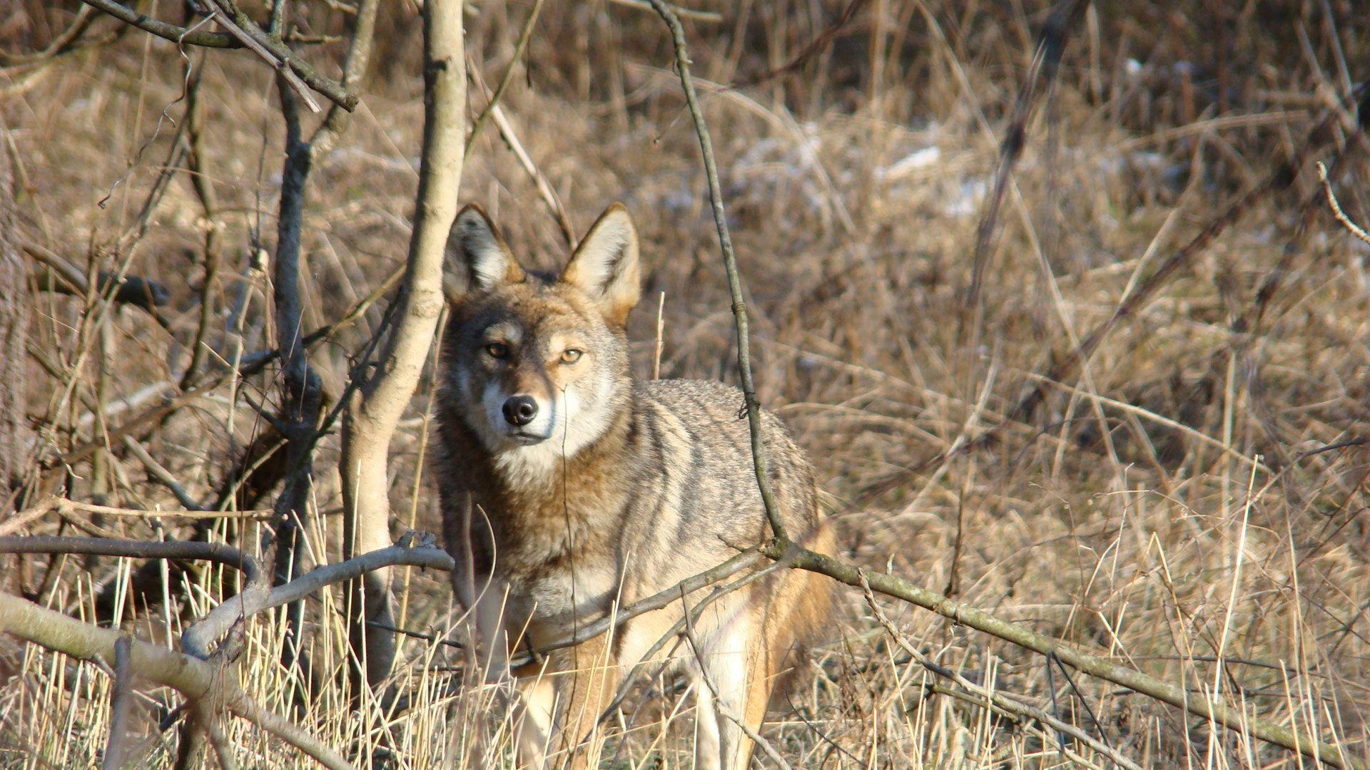 Kojote, Tiere, 1920x1080, Bild, Fotografie, 1920x1080 Full HD Desktop