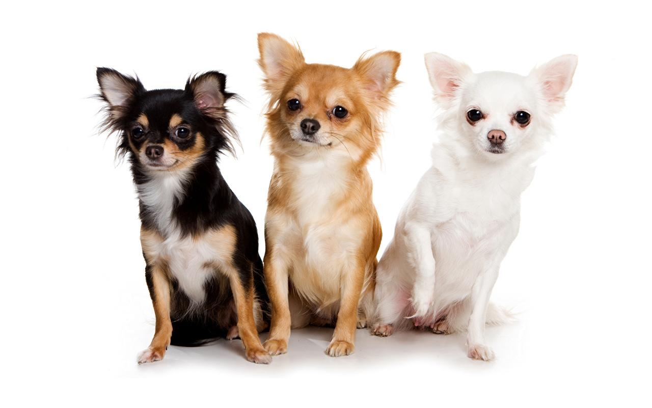 Drei Chihuahua Hunde, Weiß, Hintergrund, Tiere, 1280x810 HD Desktop