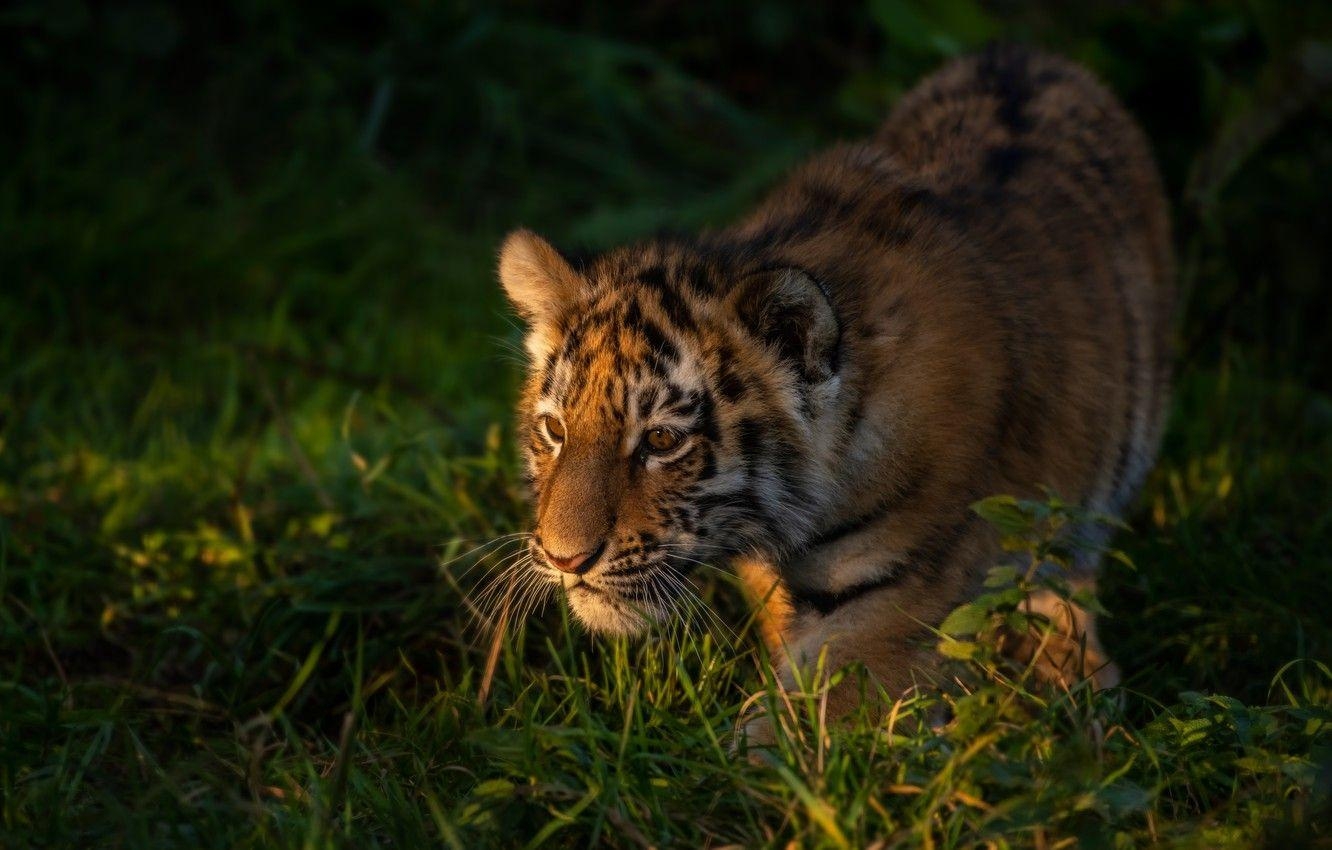 Tigerjunges, Gras, Bild, Desktop, Naturszene, 1340x850 HD Desktop