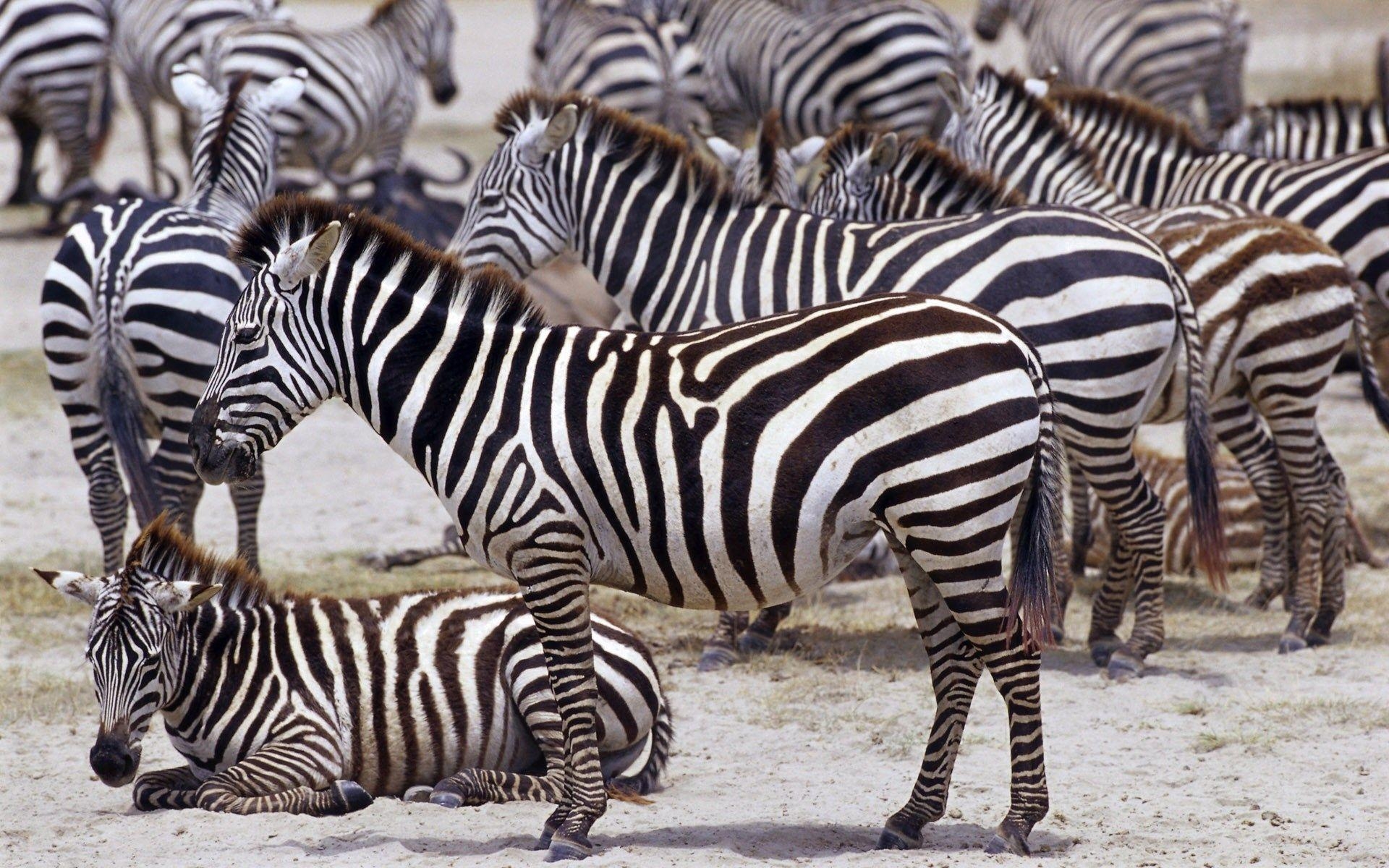 Zebra, Tier, HD, Kostenlos, Hintergrund, 1920x1200 HD Desktop