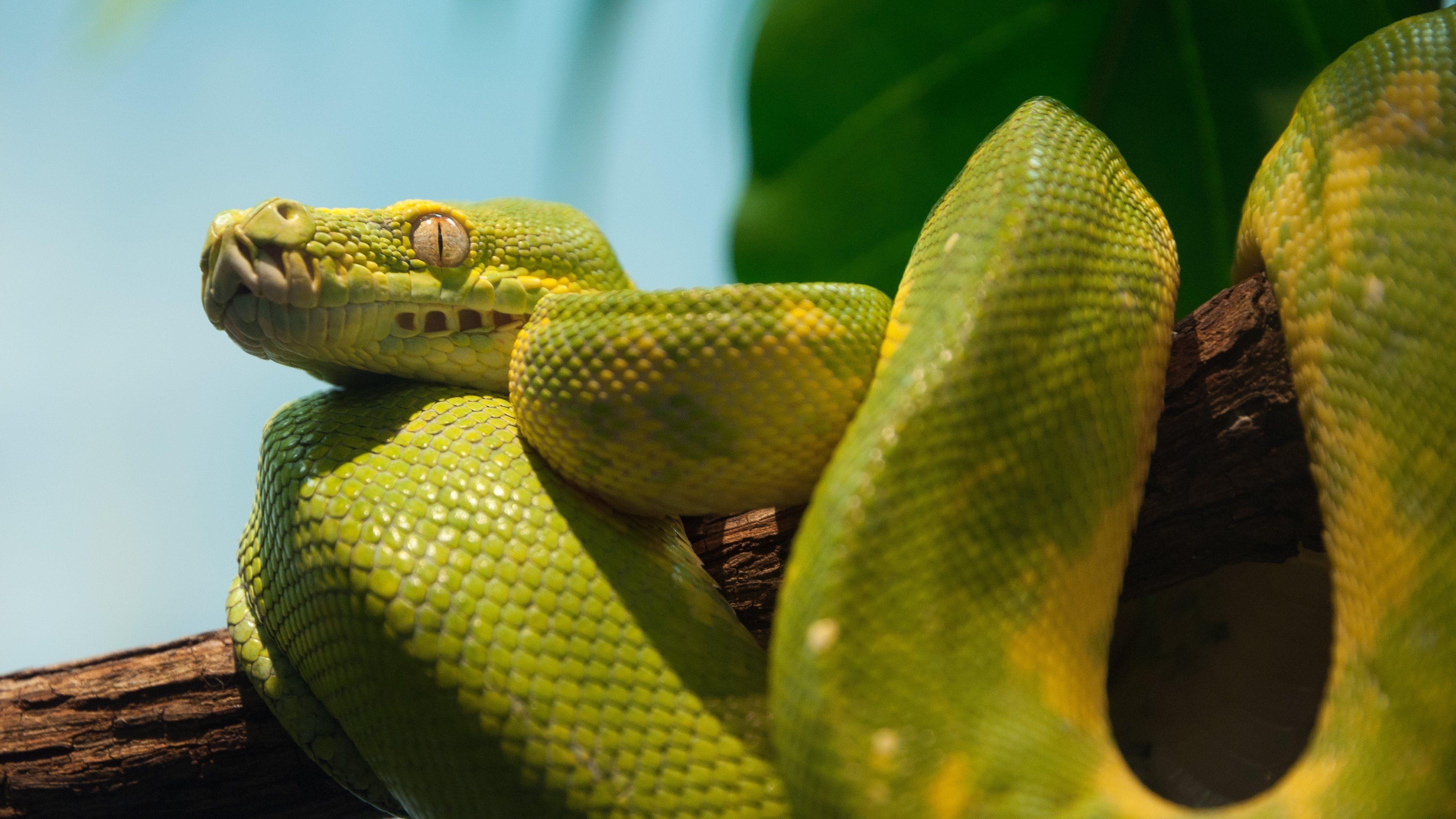 Grüner, Python, Schlange, Hintergrund, Tiere, 3840x2160 4K Desktop