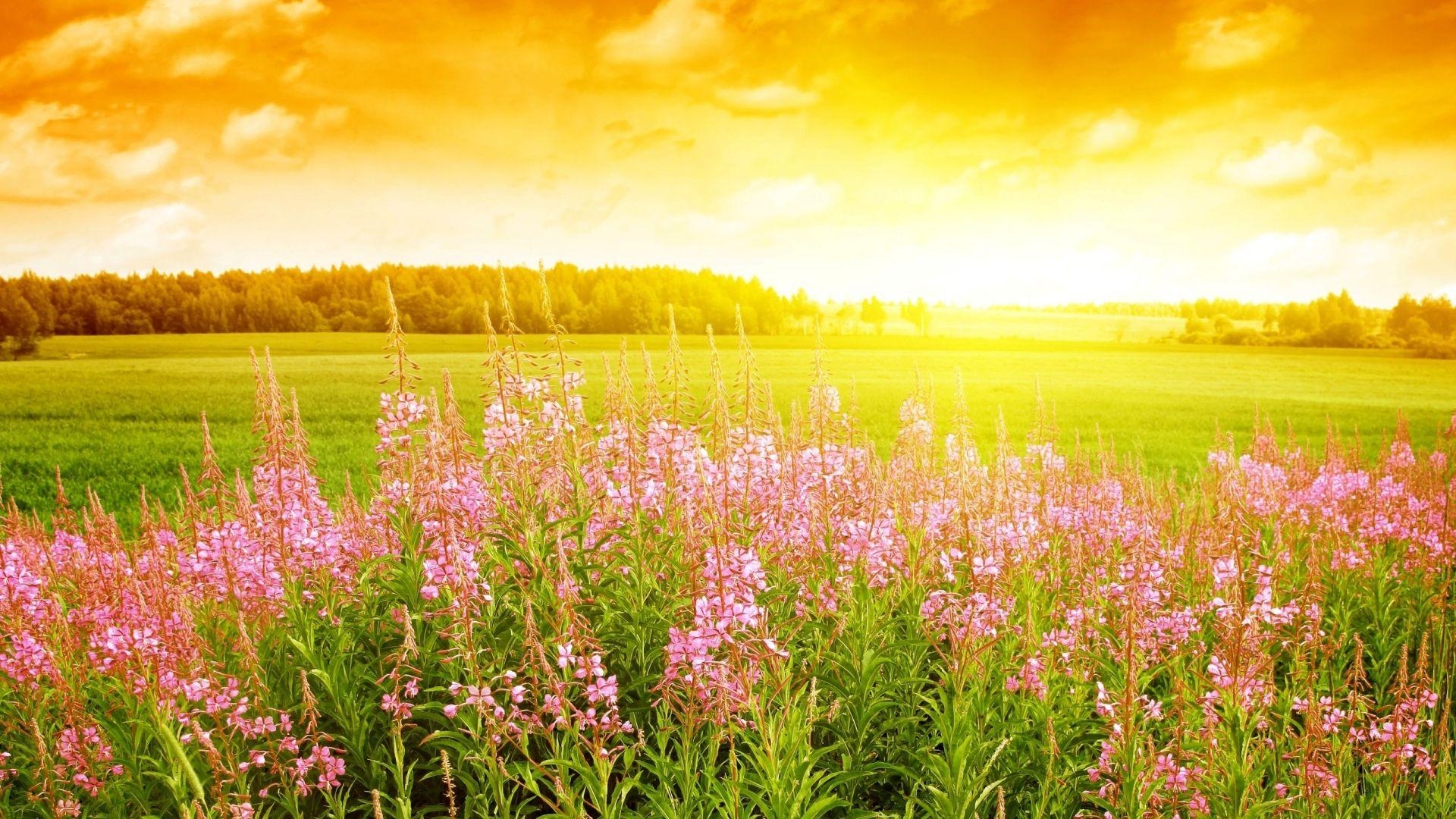 Sommer, Natur, 11696 Pixel, Hintergrund, HD, 1920x1080 Full HD Desktop