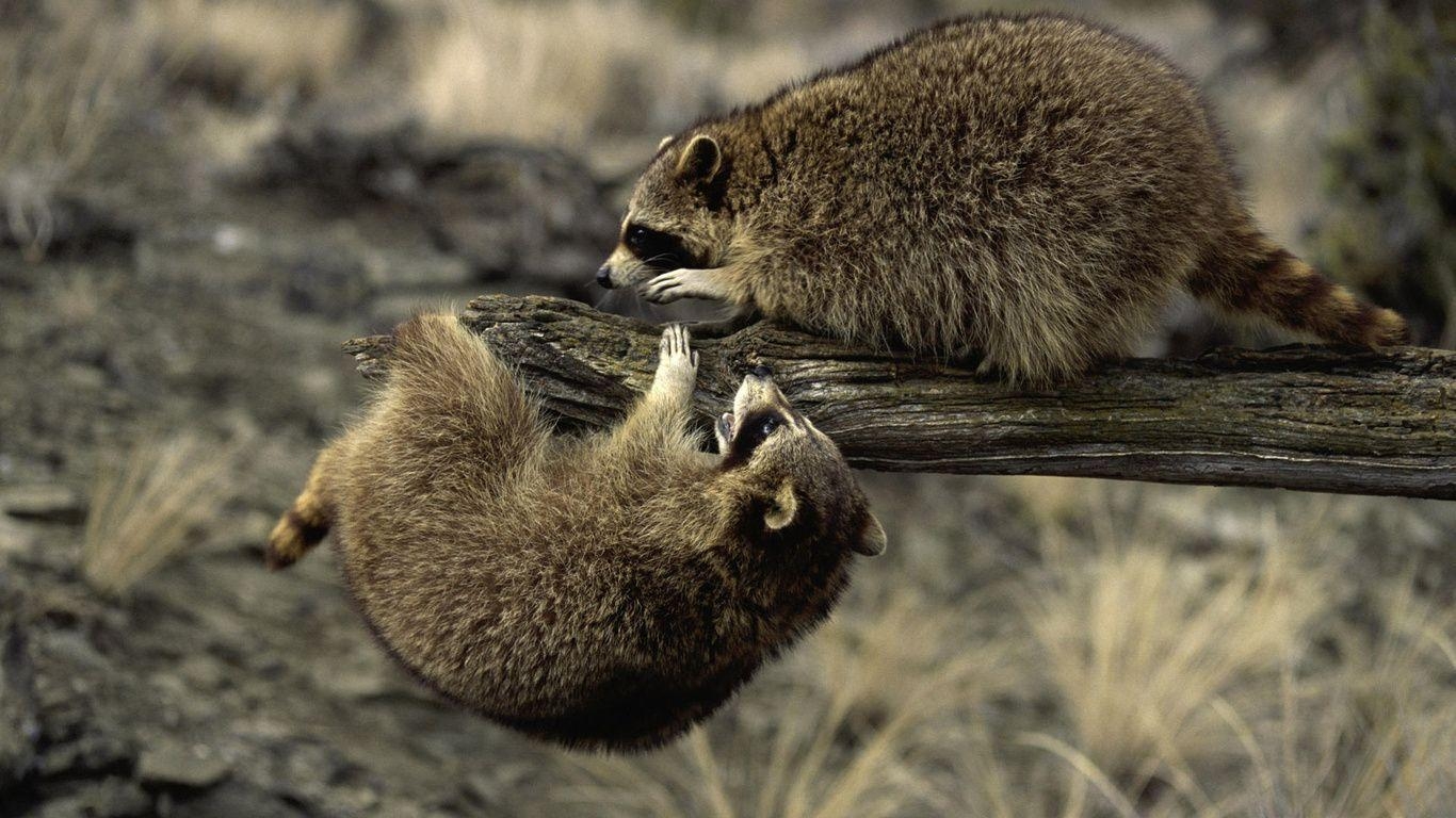 Waschbär, Spaßtiere, Wiki, Videos, Bilder, 1370x770 HD Desktop