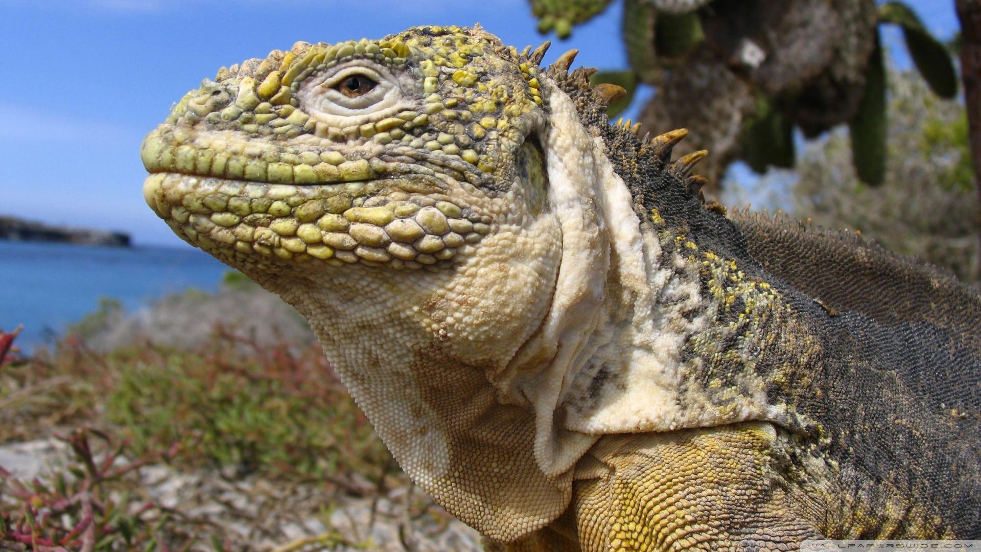 Galapagos-Inseln, Landleguan, Ecuador, 4K, HD, 1920x1080 Full HD Desktop