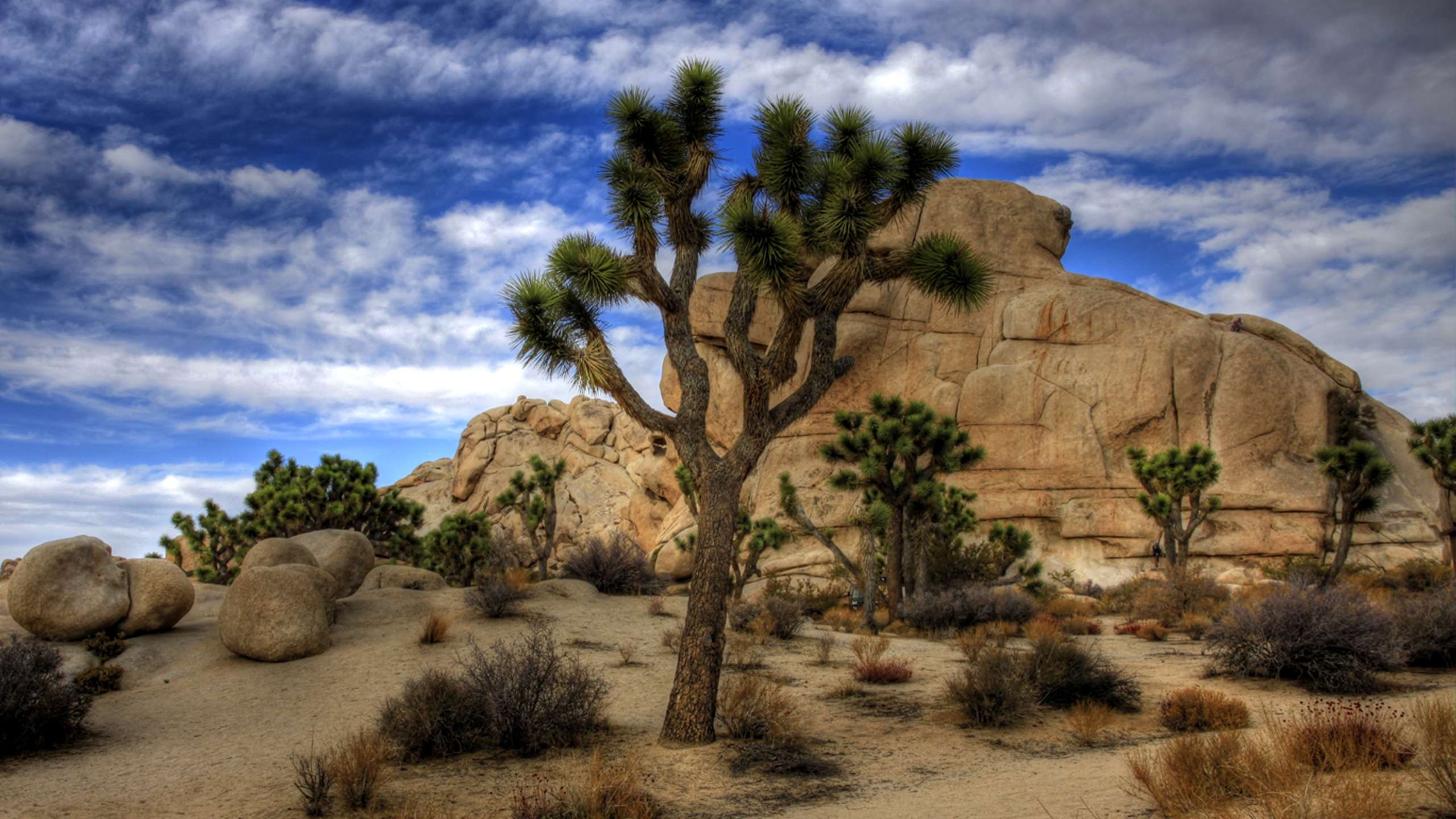 Joshua Tree, Nationalpark, Kalifornien, Natur, Park, 2560x1440 HD Desktop