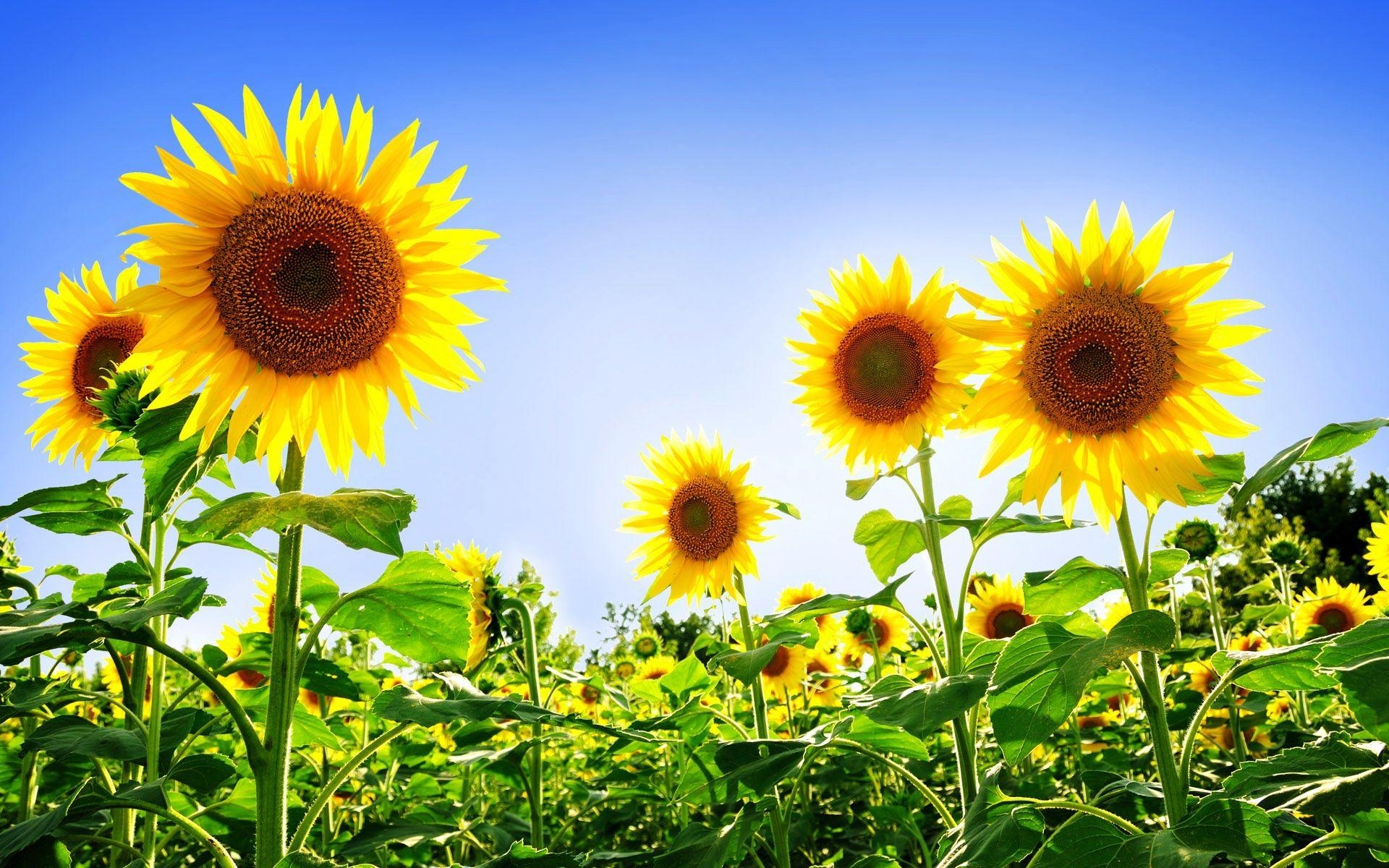 Wunderschöne Sonnenblumen, Bild, Natur, Blumen, Hintergrund, 1920x1200 HD Desktop