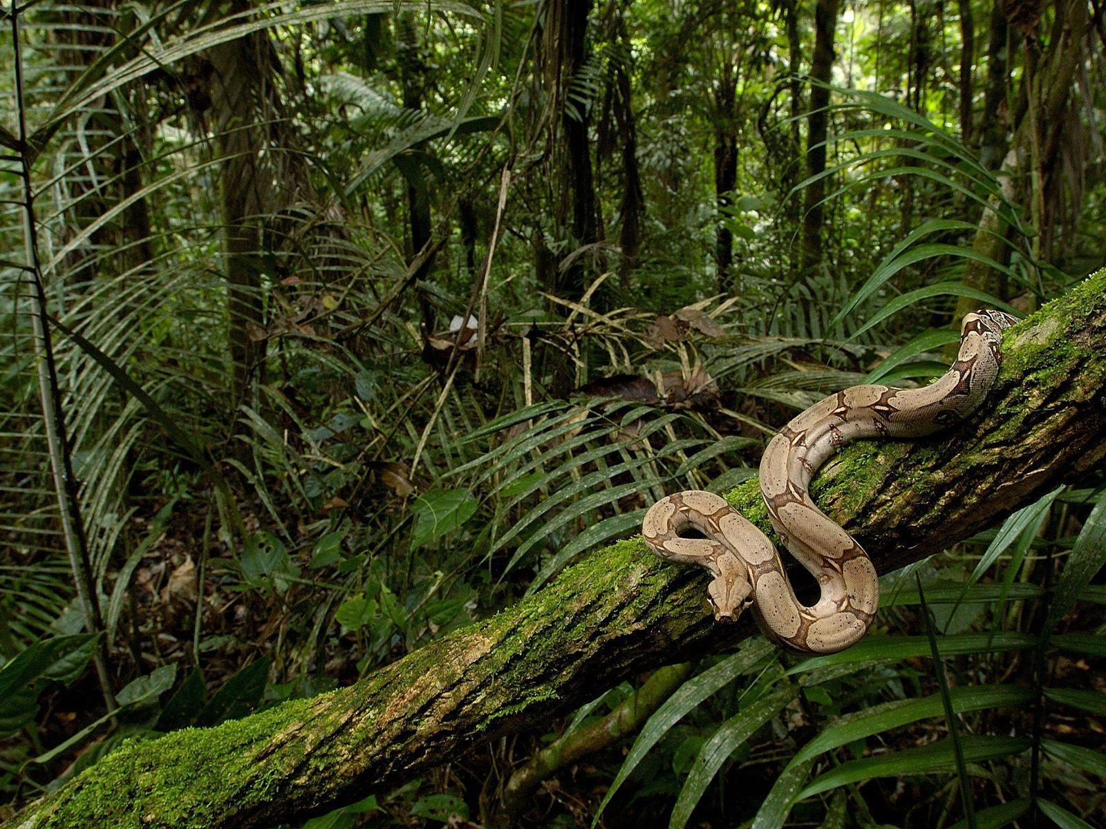 Regenwald, Boa Constrictor, Tropen, Tiere, Natur, 1600x1200 HD Desktop