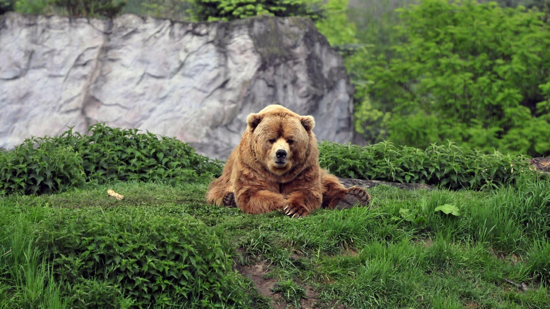 Bär, Hintergrundbild, 22x1080, Wildnis, Tiere, 1920x1080 Full HD Desktop