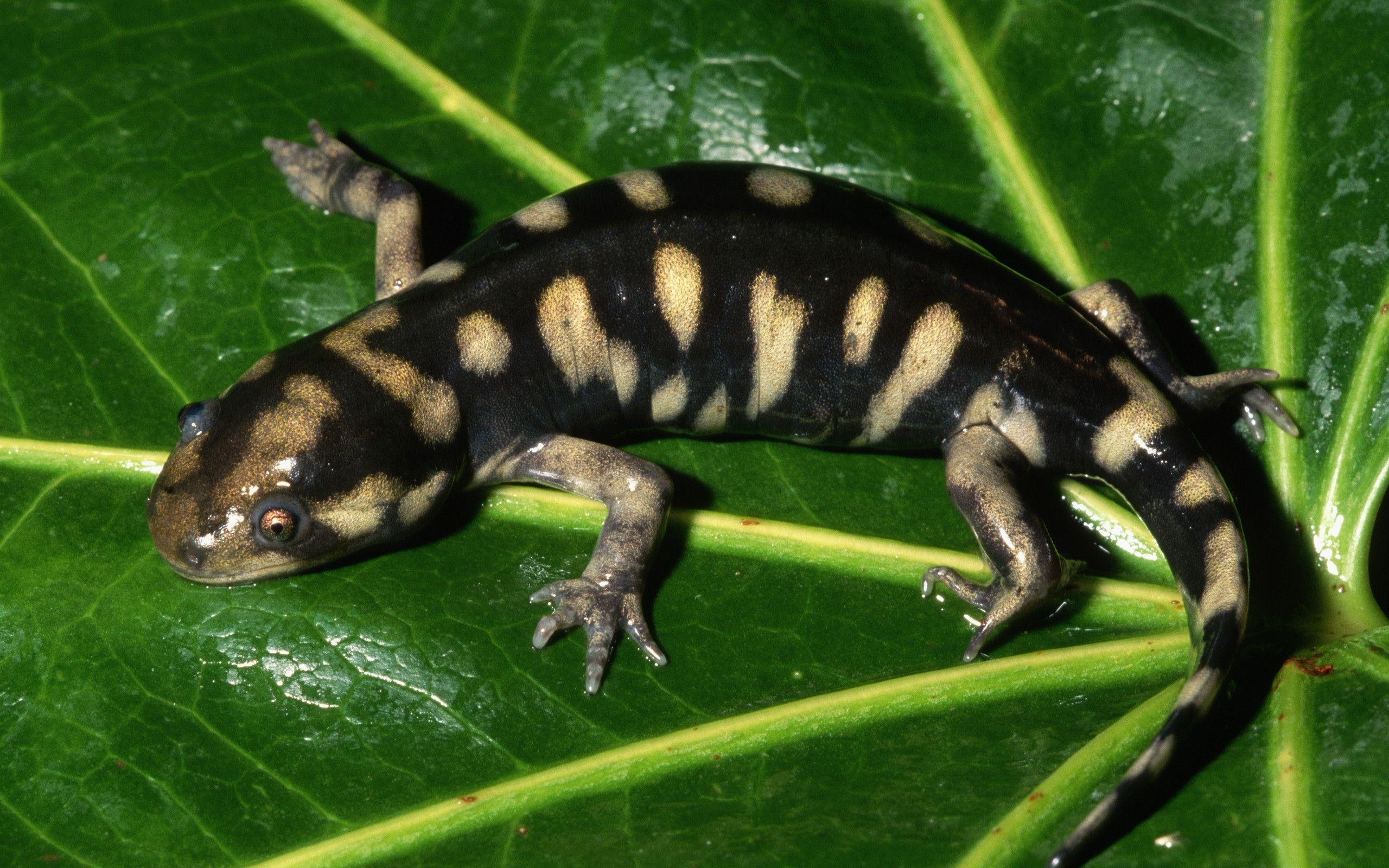 Tiger-Salamander, HD, Tiere, Natur, Bild, 2560x1600 HD Desktop