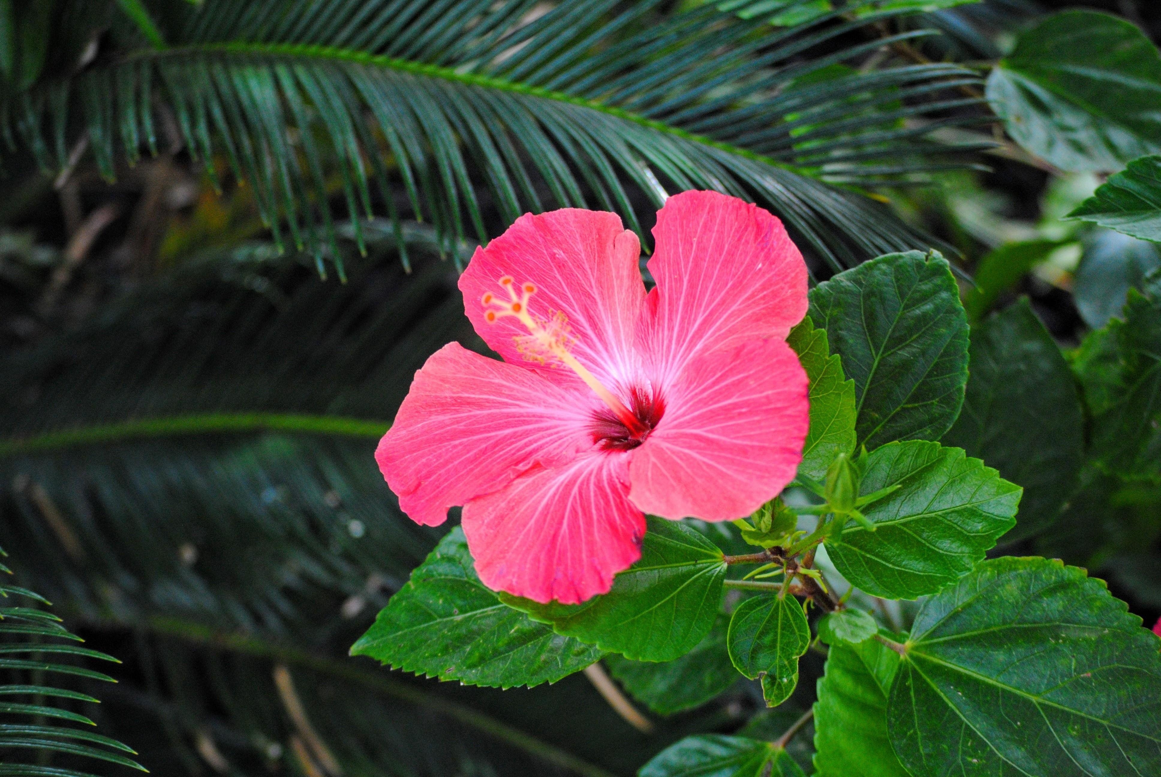 Hibiskus, 4K, Desktop, Mobil, Natur, 3880x2600 4K Desktop