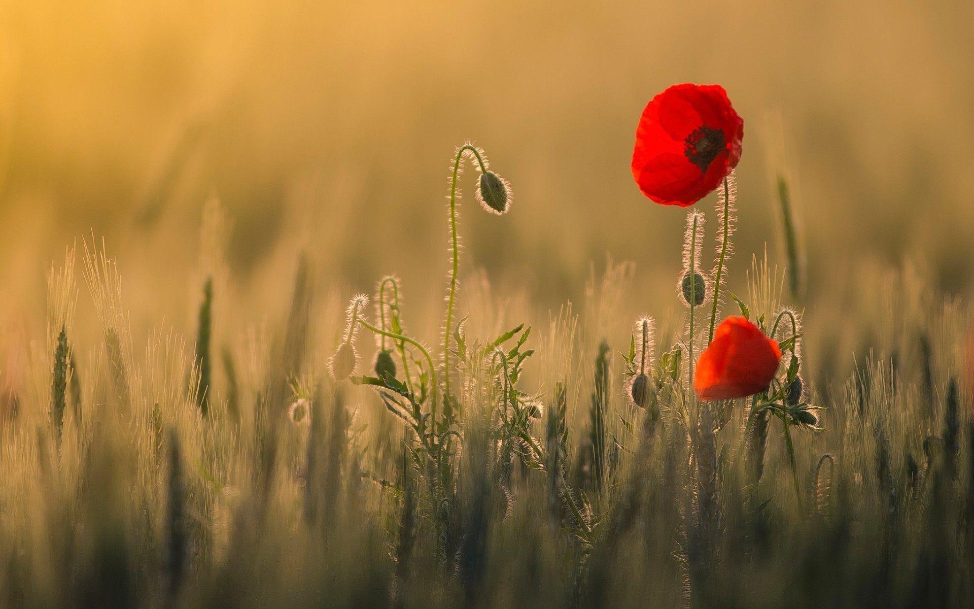 Mohnblumen, Blüte, Natur, Pflanzen, Feld, 1920x1200 HD Desktop