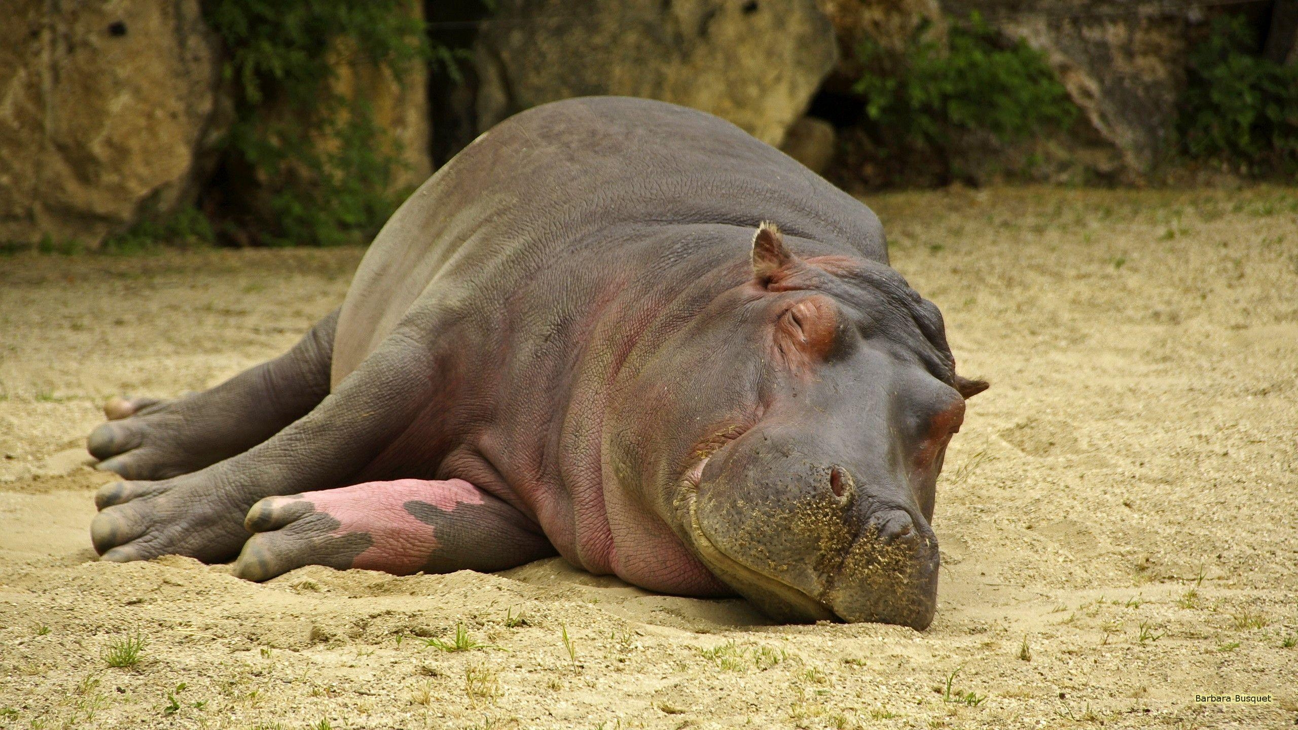 Hippo, Desktop, HD Hintergrund, Tier, Nilpferd, 2560x1440 HD Desktop