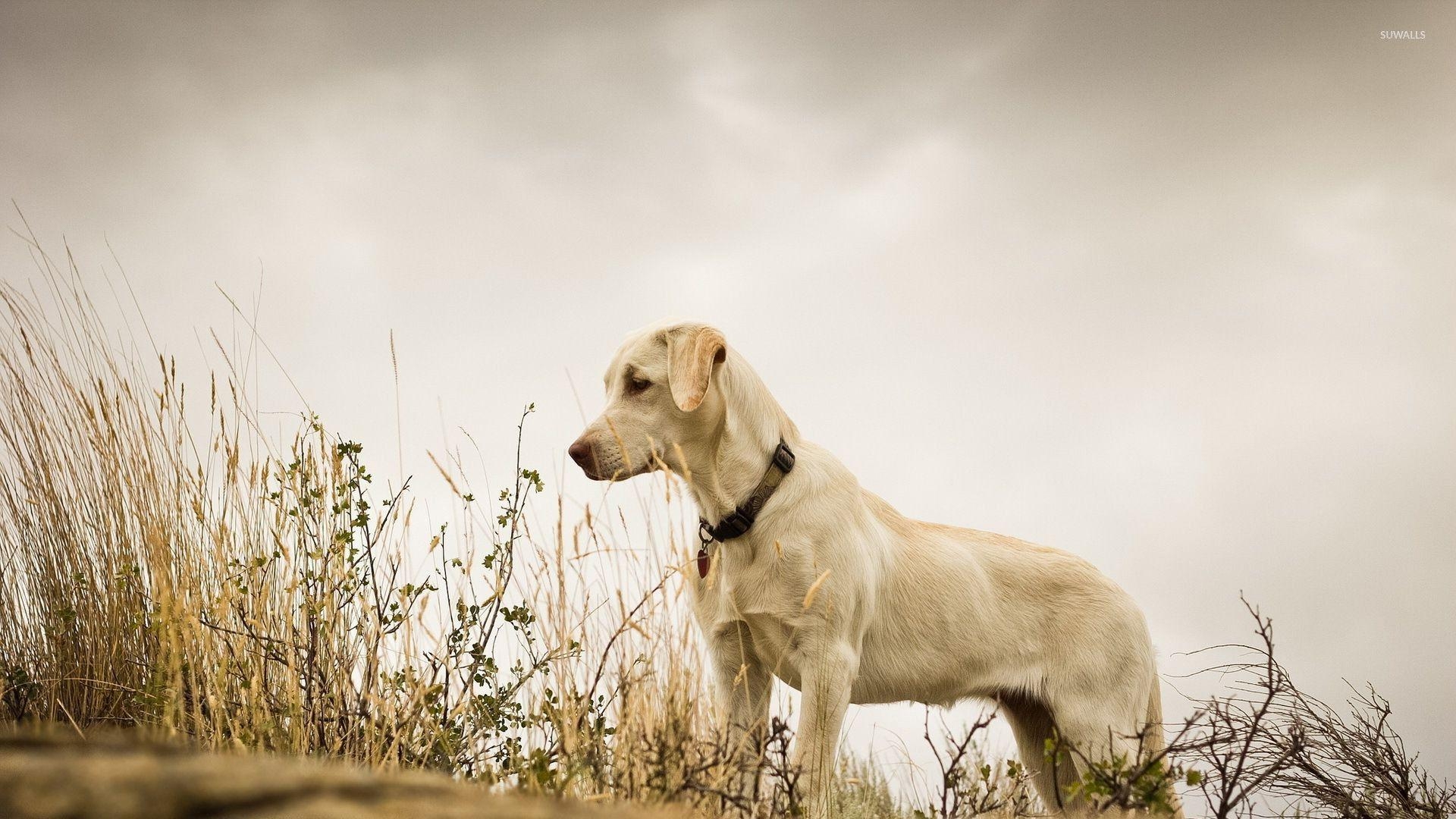 Labrador Retriever, Tiere, Hintergrund, süßer Hund, 1920x1080 Full HD Desktop